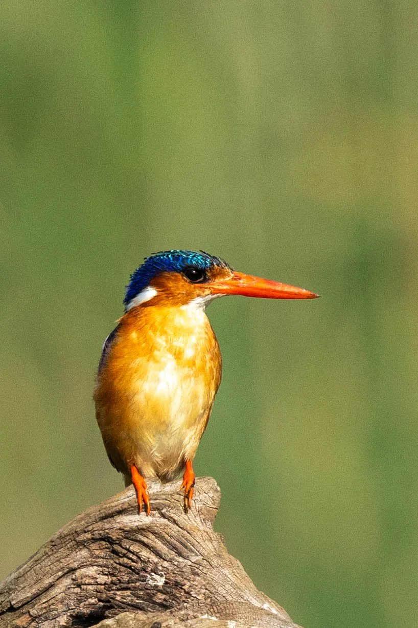 A colorful kingfisher bird with blue and orange feathers perched on a weathered piece of wood.