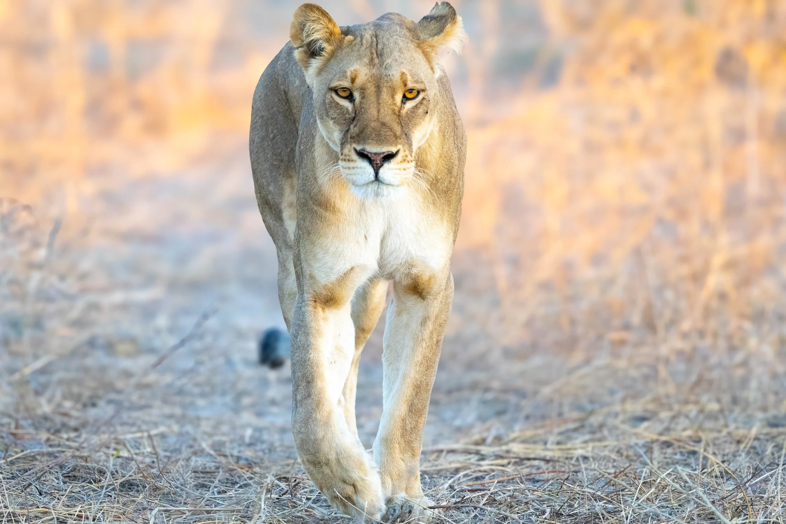 A lioness walking on dry grass in a natural landscape with a blurred background.