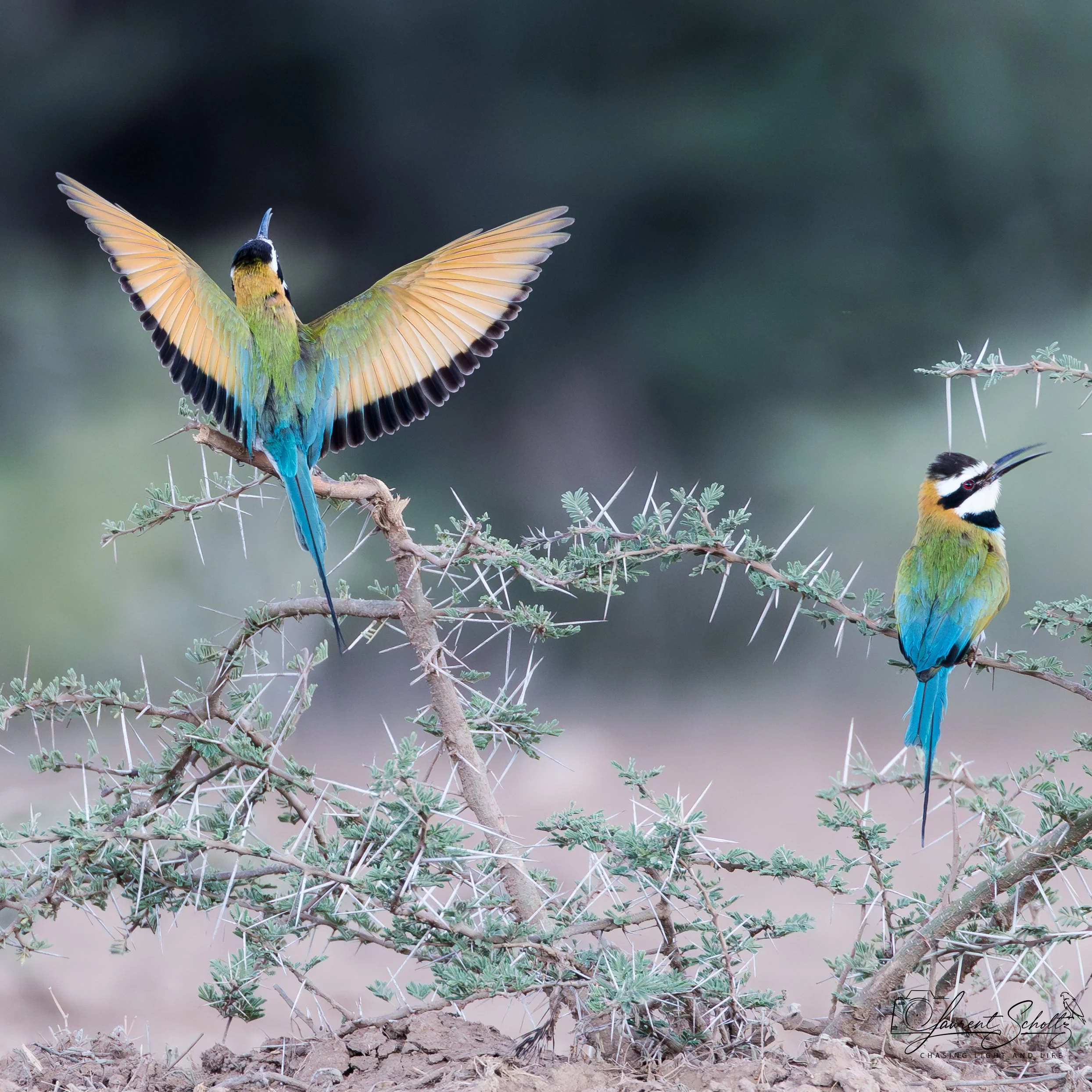 A colorful bird with blue tail feathers and yellow-green wings perched on a thorny branch, with another bird partially visible on the lower right. The background is blurred, creating a focused view of the birds and branches.