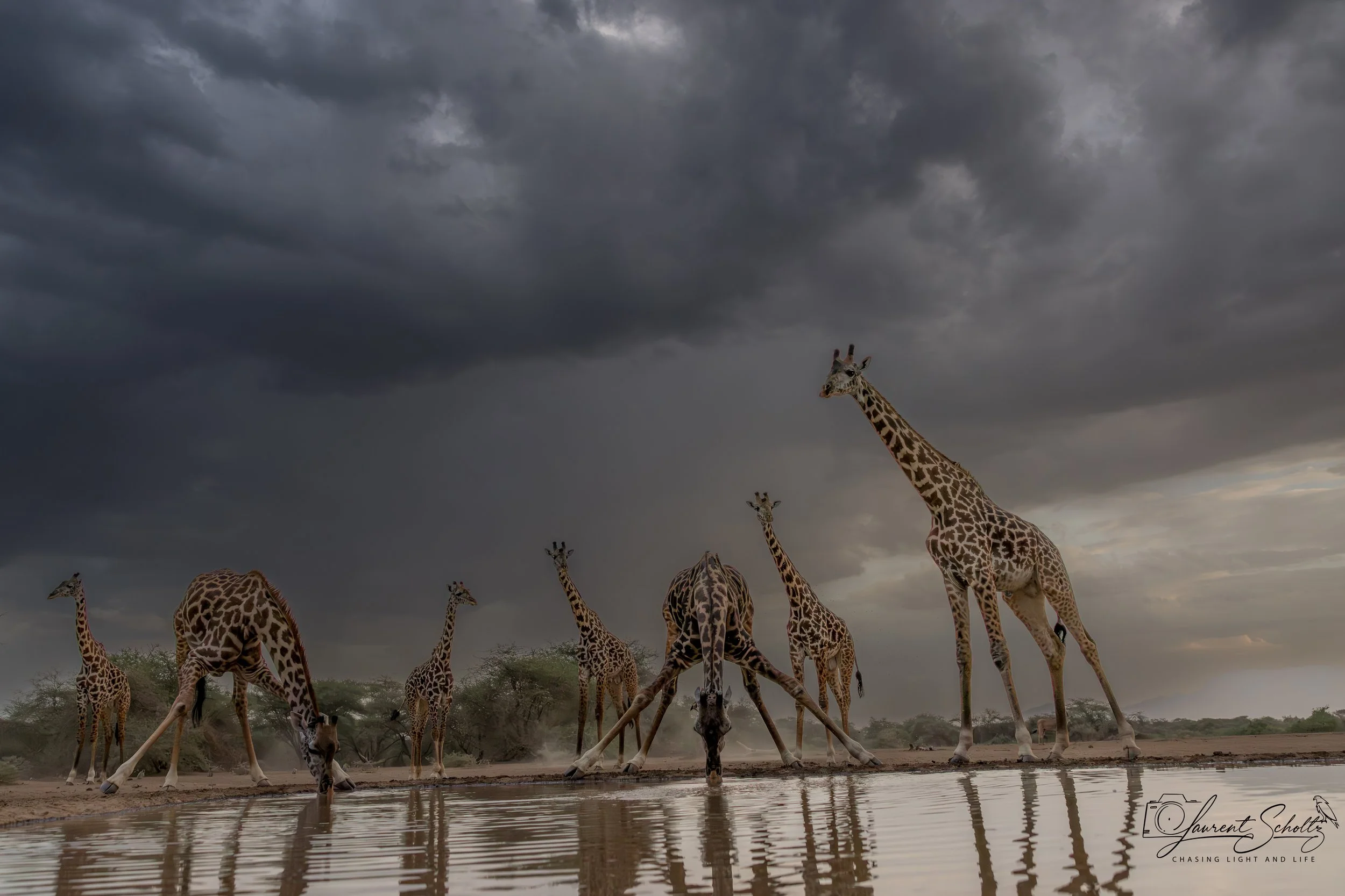 Group of giraffes drinking water from a waterhole on a cloudy day in Africa.