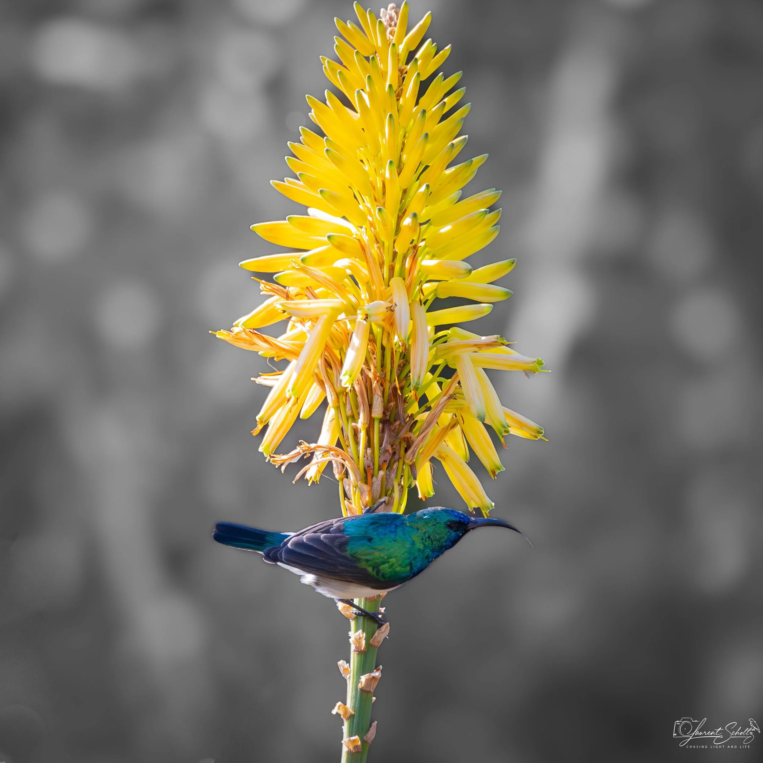 A tall yellow flower with small elongated petals and a green stem, held by a person. A white bellied sun-bird with iridescent blue and green feathers is hovering near the flower, feeding on its nectar.
