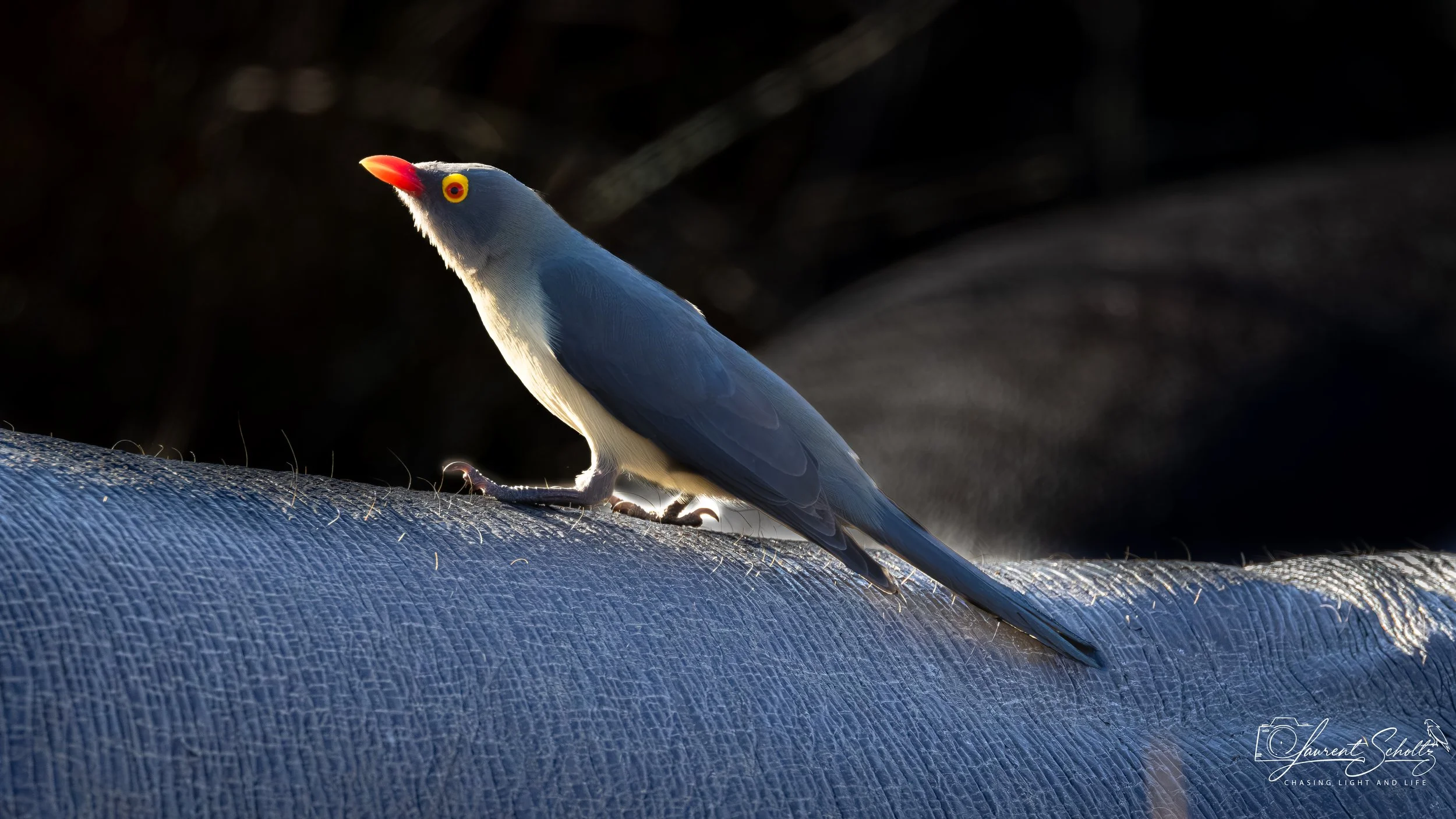 An oxpecker with a gray body, bright yellow eyes, and an orange beak with a yellow ring around the eye, perched on a textured surface with a dark background.