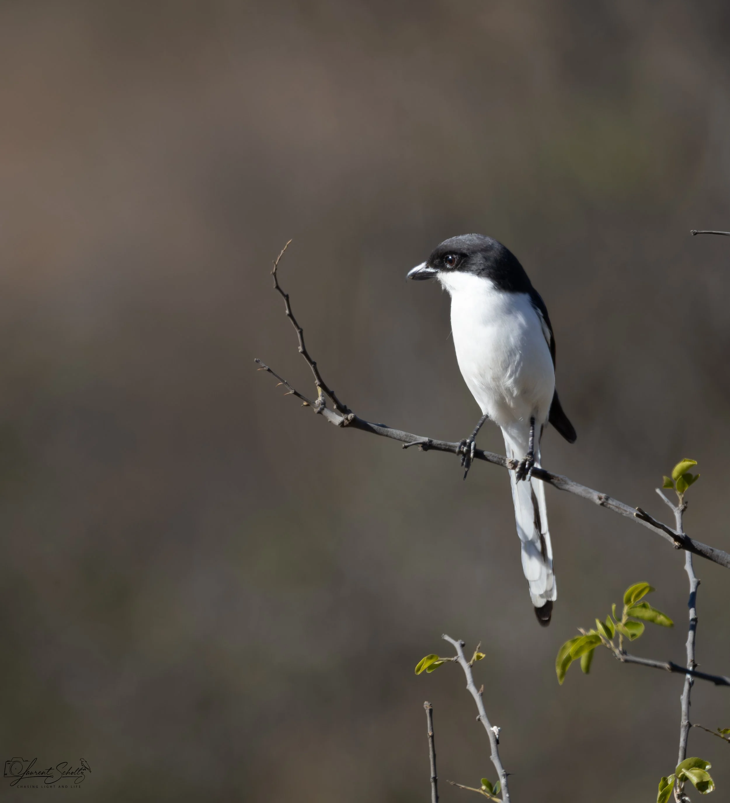 A southern fiscal shrike bird perched on a thin branch, with a blurred background.