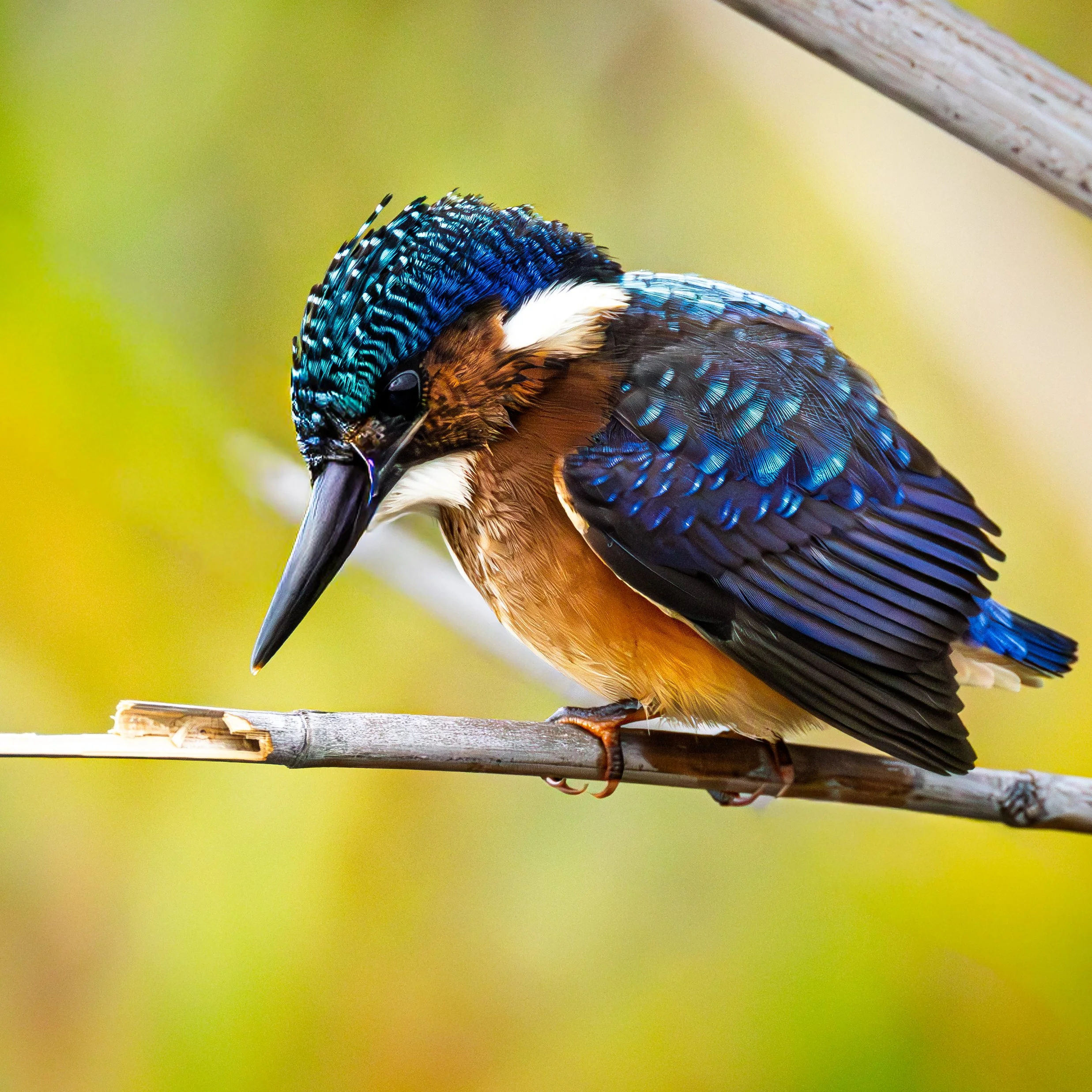 Close-up of a colorful malachite kingfisher, perched on a branch with a blurred yellow background.