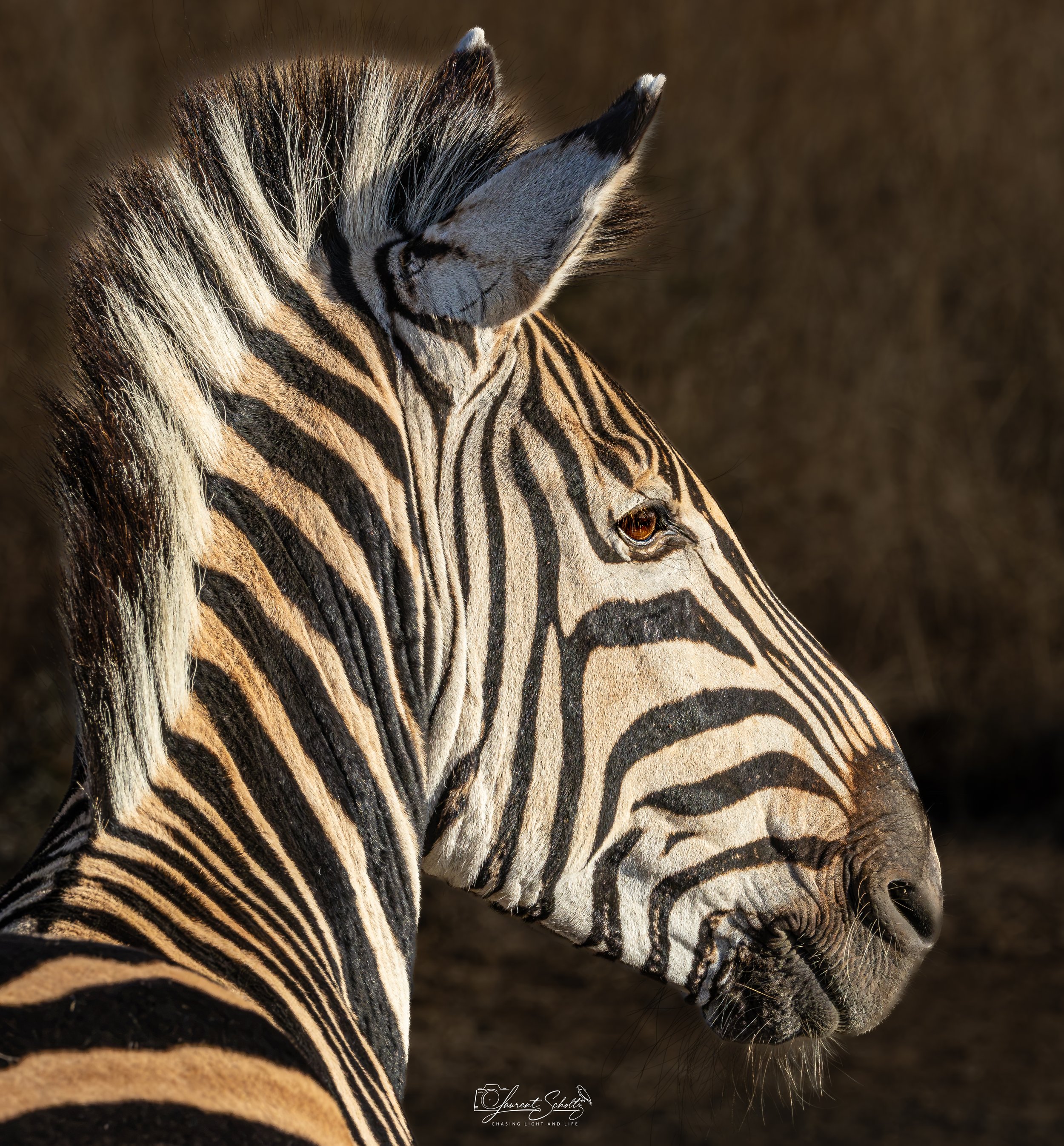 Close-up of a zebra's head and body, showing black and white striped pattern and mane, with a blurred background.