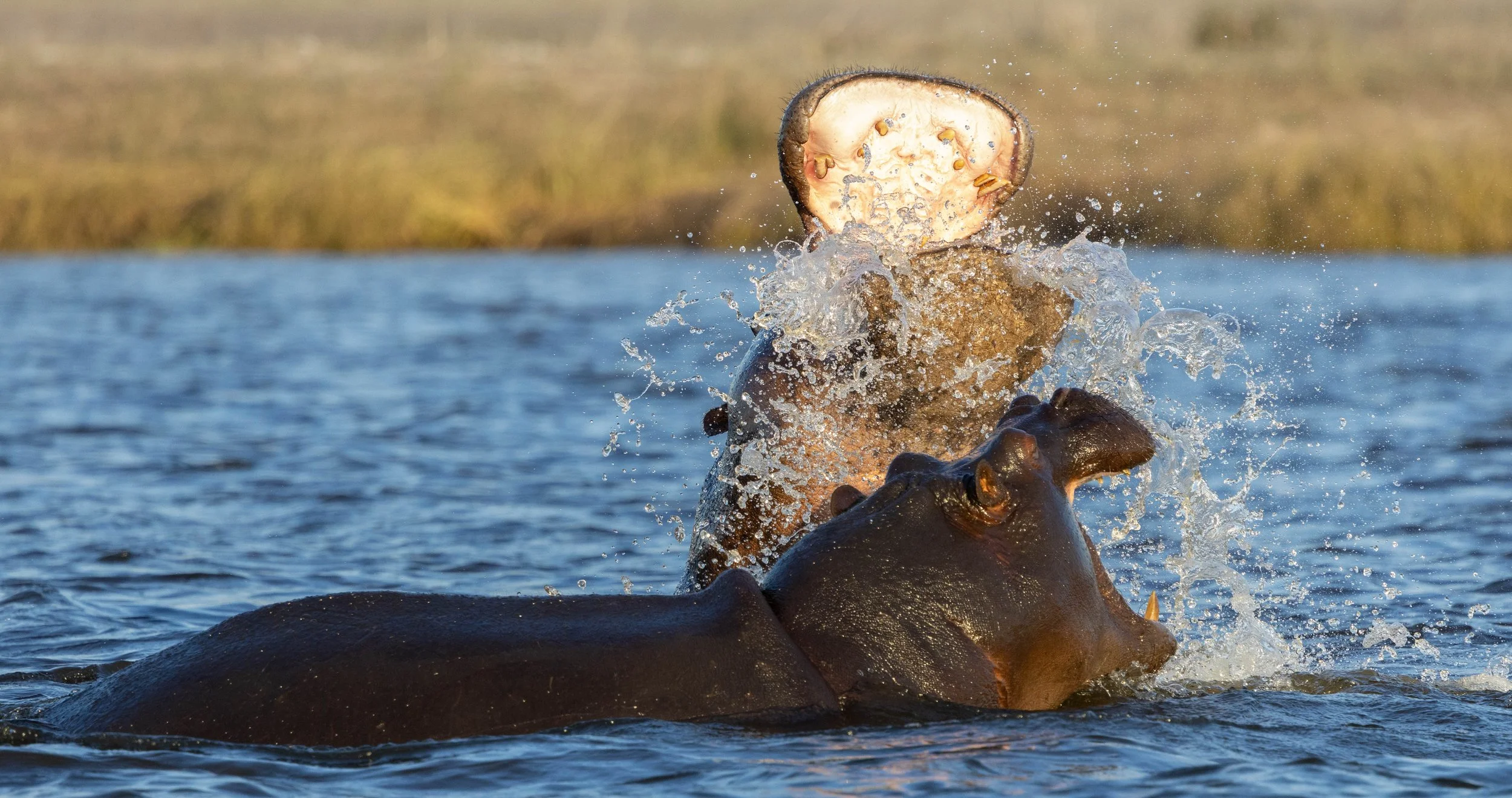 A hippopotamus partially submerged in water with its head and large mouth open, showing teeth, as it splashes water.