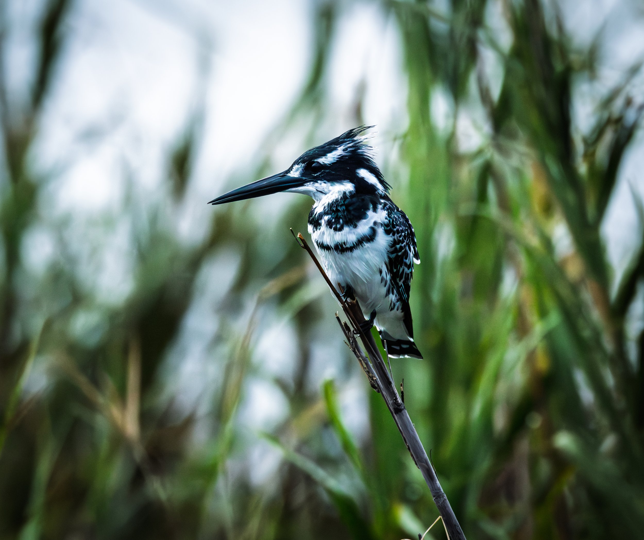 A pied kingfisher with black and white feathers perched on a branch in a green, blurry background.