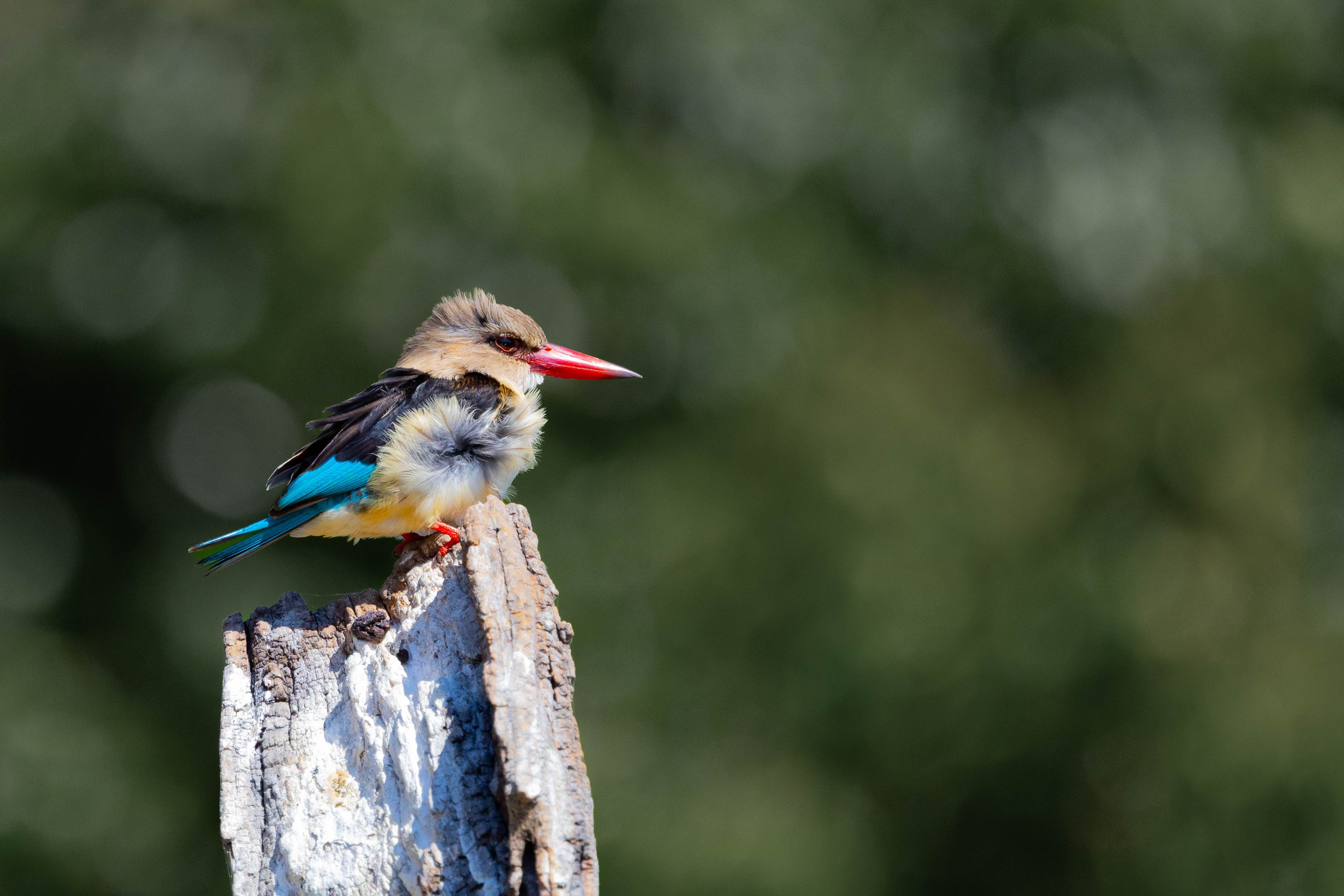 A colorful bird with a red beak and blue, yellow, and black feathers perched on a piece of weathered wood against a blurred green background.