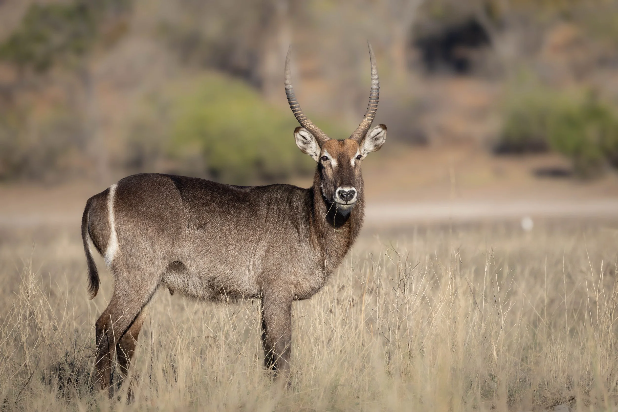 A male waterbuck antelope standing in a dry grassland, facing forward with its long, twisted horns visible and a blurred background of vegetation.
