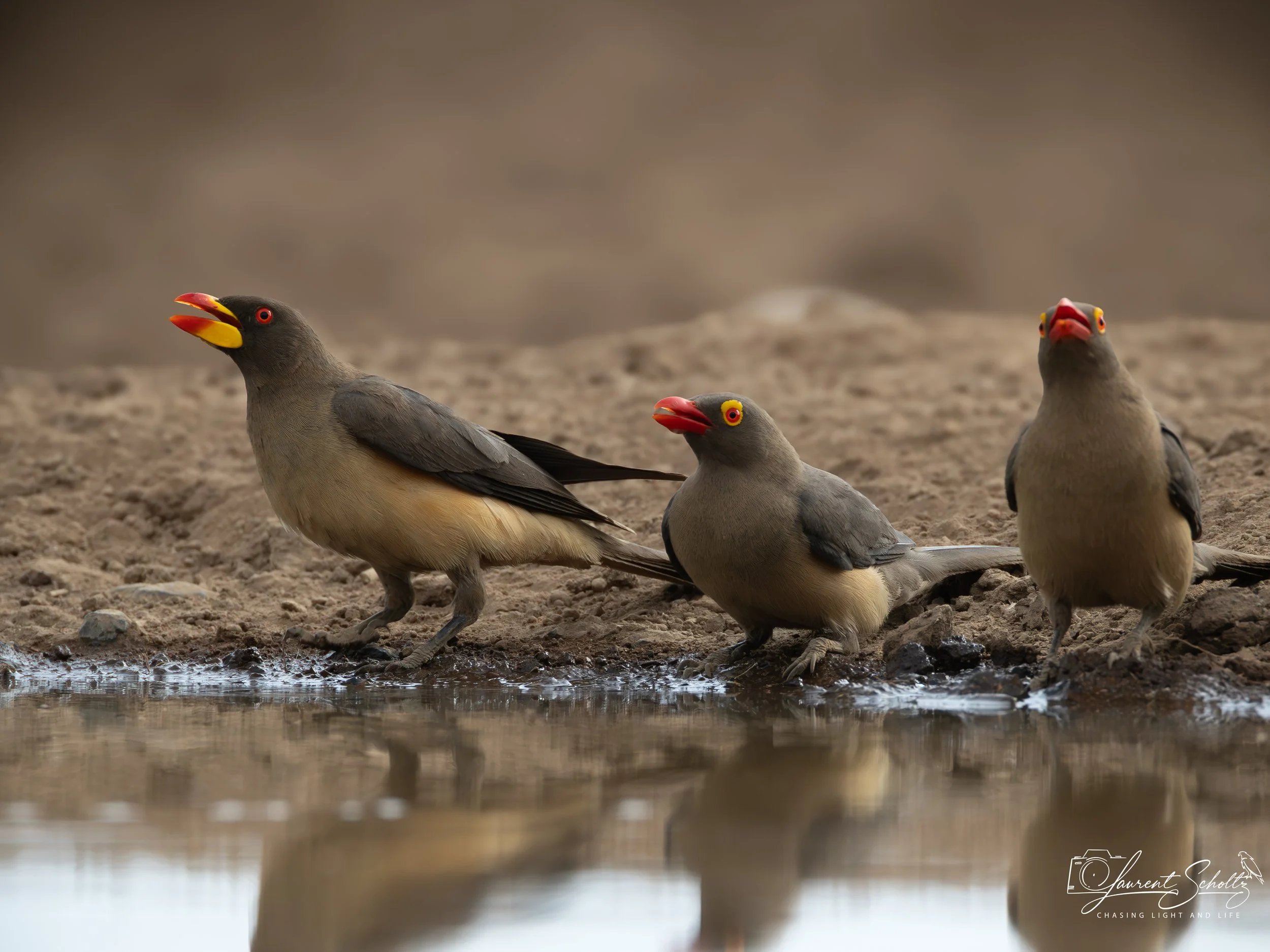 Three birds with gray bodies, bright orange and yellow beaks, and distinctive bright red eye rings, standing on a dirt patch near a small water puddle in a natural outdoor setting.