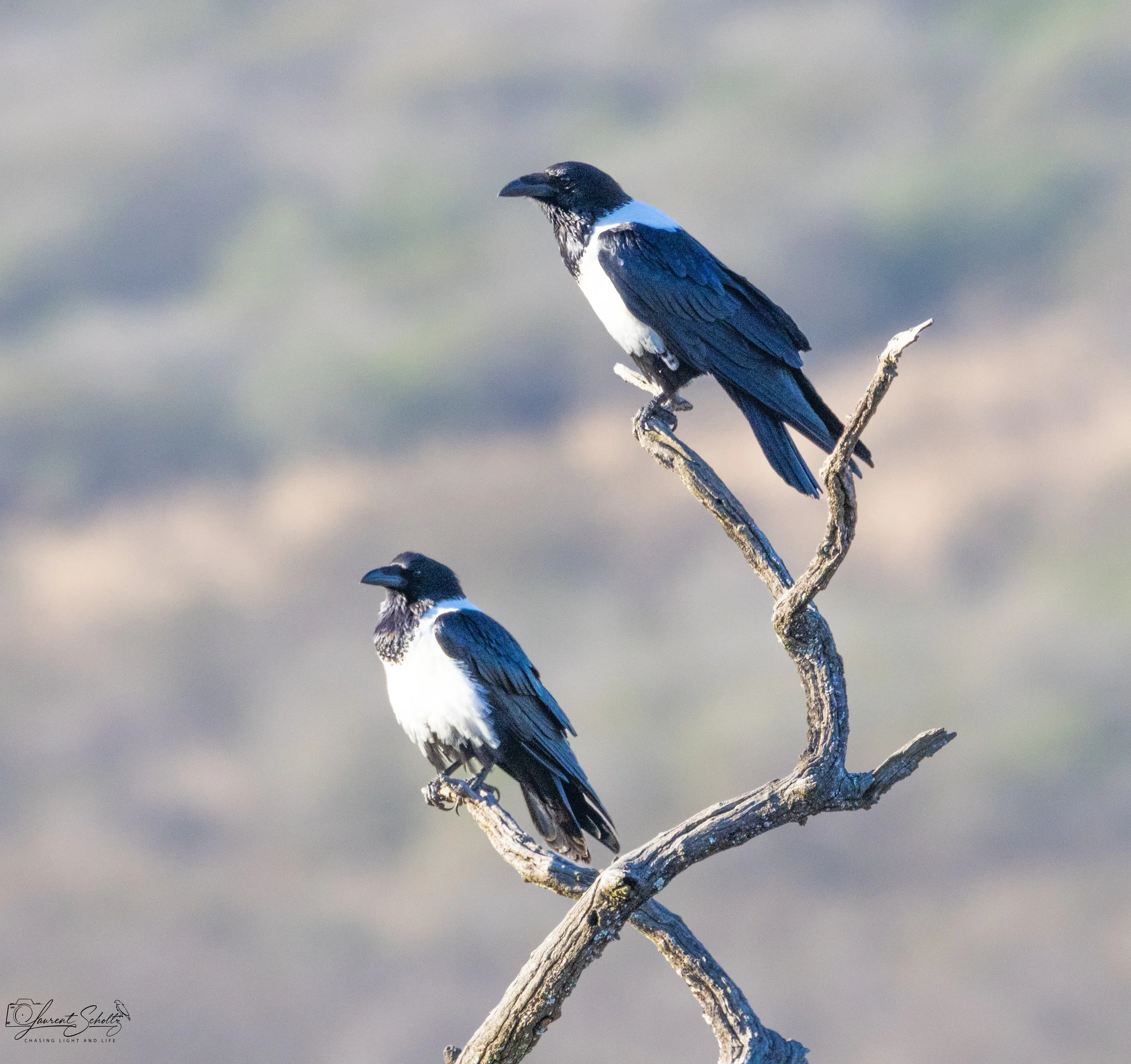 Two pied crows  perched on a weathered, leafless branch against a blurred sky background.