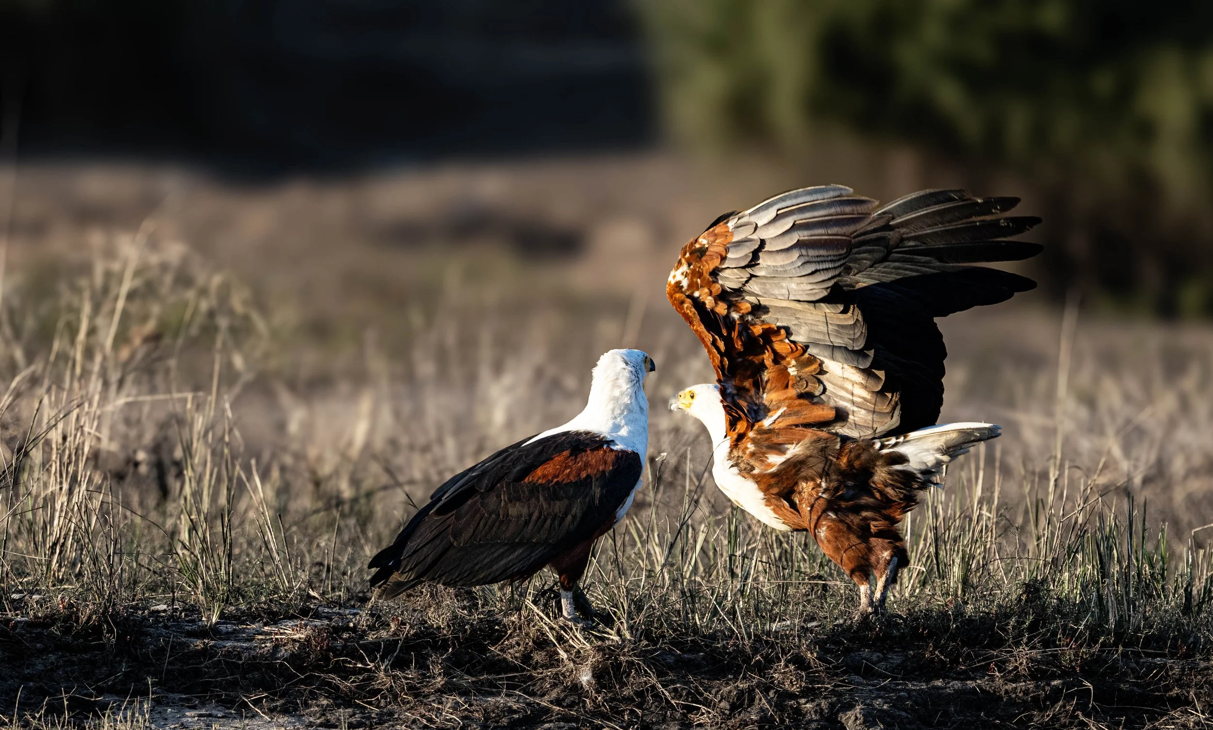 Two fish eagles  birds, two with brown and white plumage and one with white head and dark body, standing on dry grass in an open field. Chobe