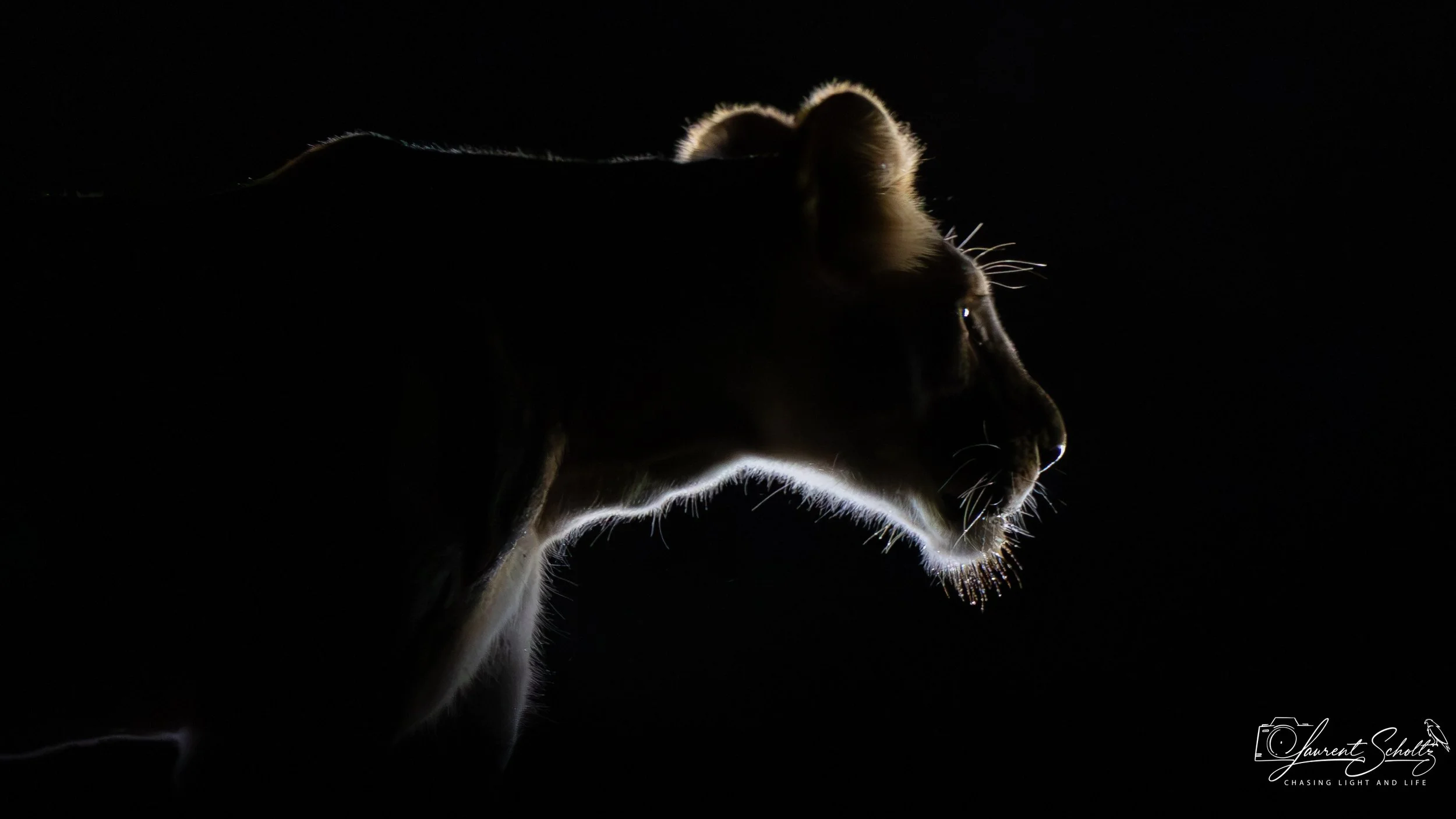 Side profile of a lioness illuminated from beneath, set against a dark background.