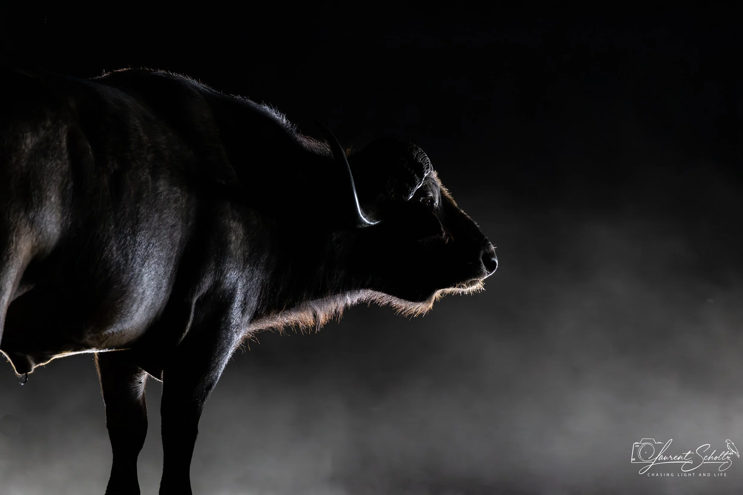 A dark horse with light highlighting its mane and face seen in profile against a black background.