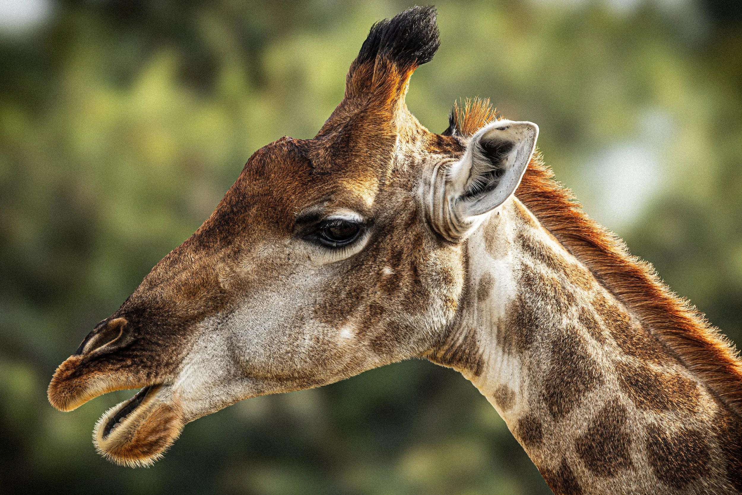 Close-up of a giraffe's head and neck with a blurred green background.