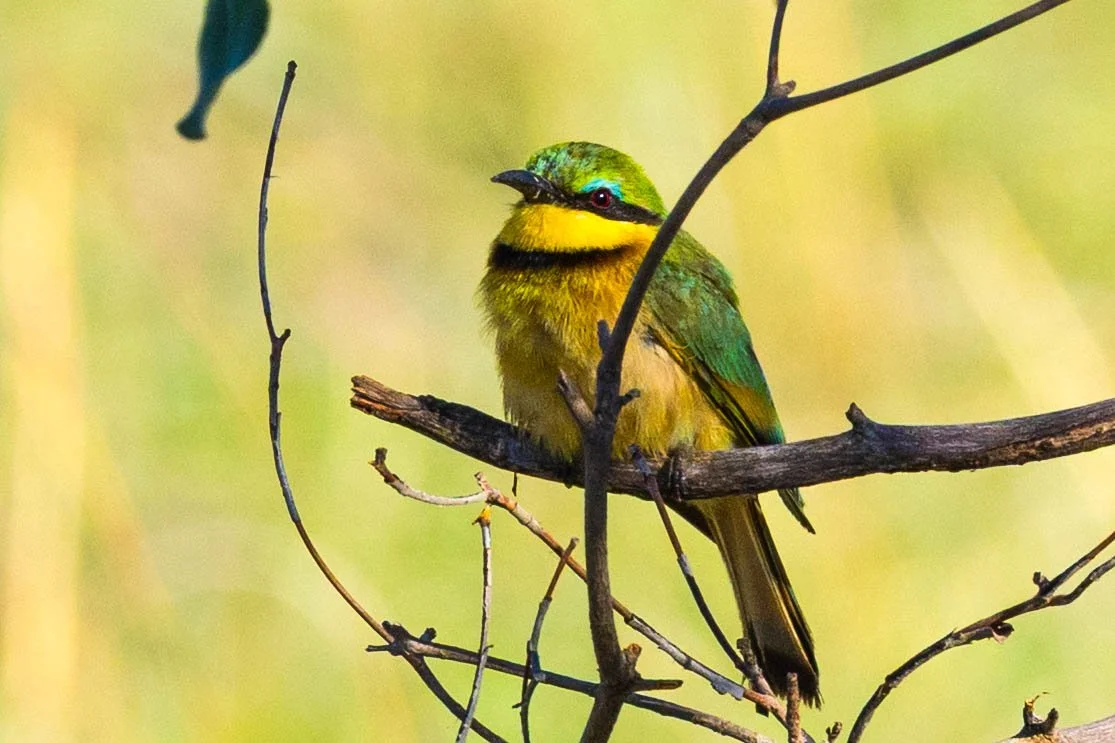 A small, colorful bird with yellow, green, and blue feathers perched on a branch among thin, leafless twigs.
