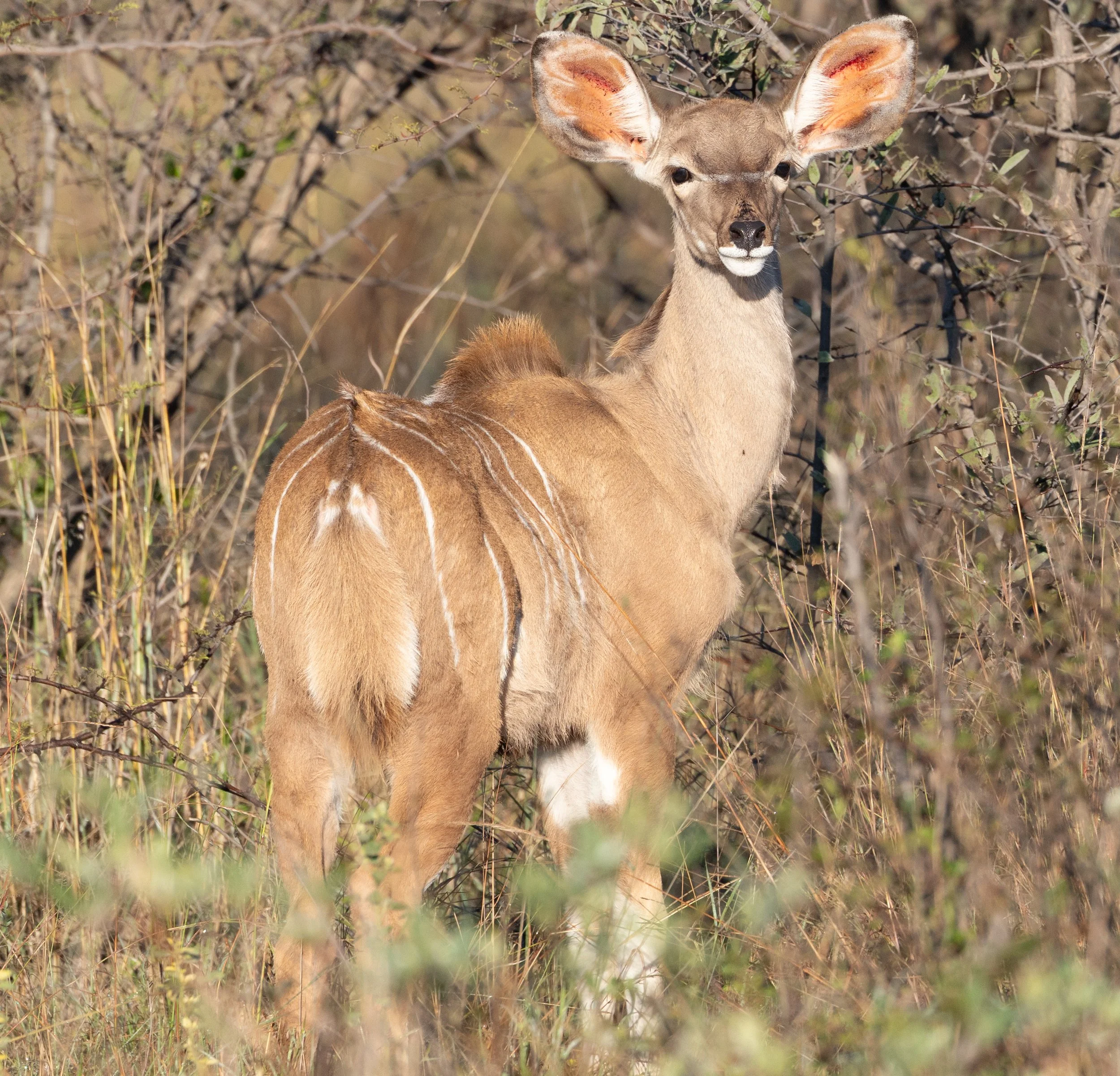 A young kudu standing among dry bushes and grass in a natural habitat.