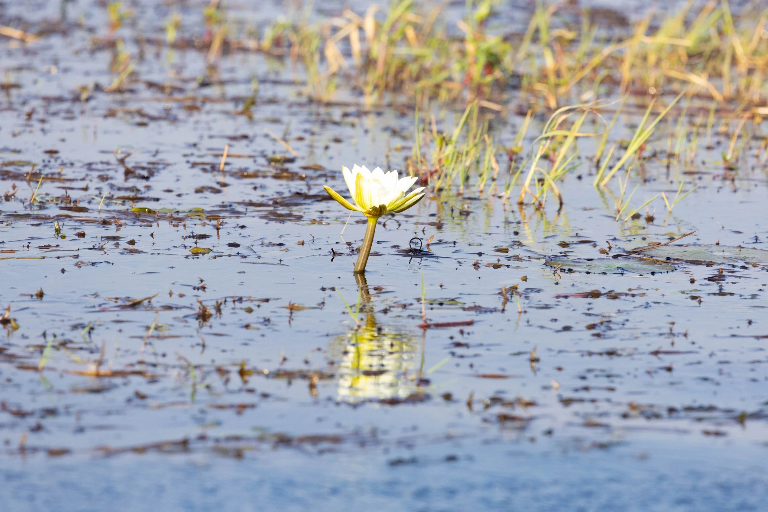 A white water lily floating on a pond surrounded by aquatic plants and water reflection.