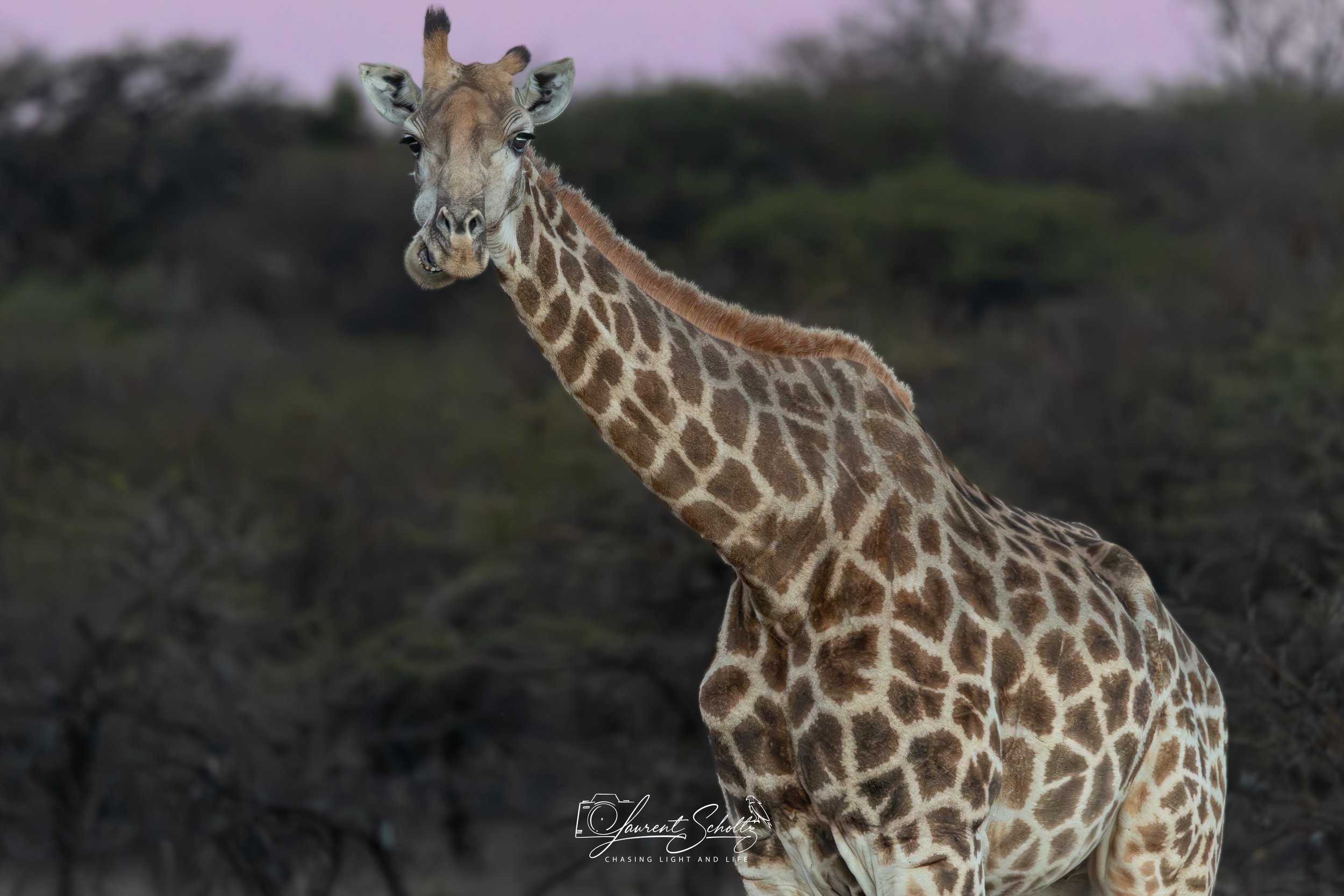 Close-up of a giraffe with a patterned coat standing outdoors during dusk, with blurred trees and sky in the background.