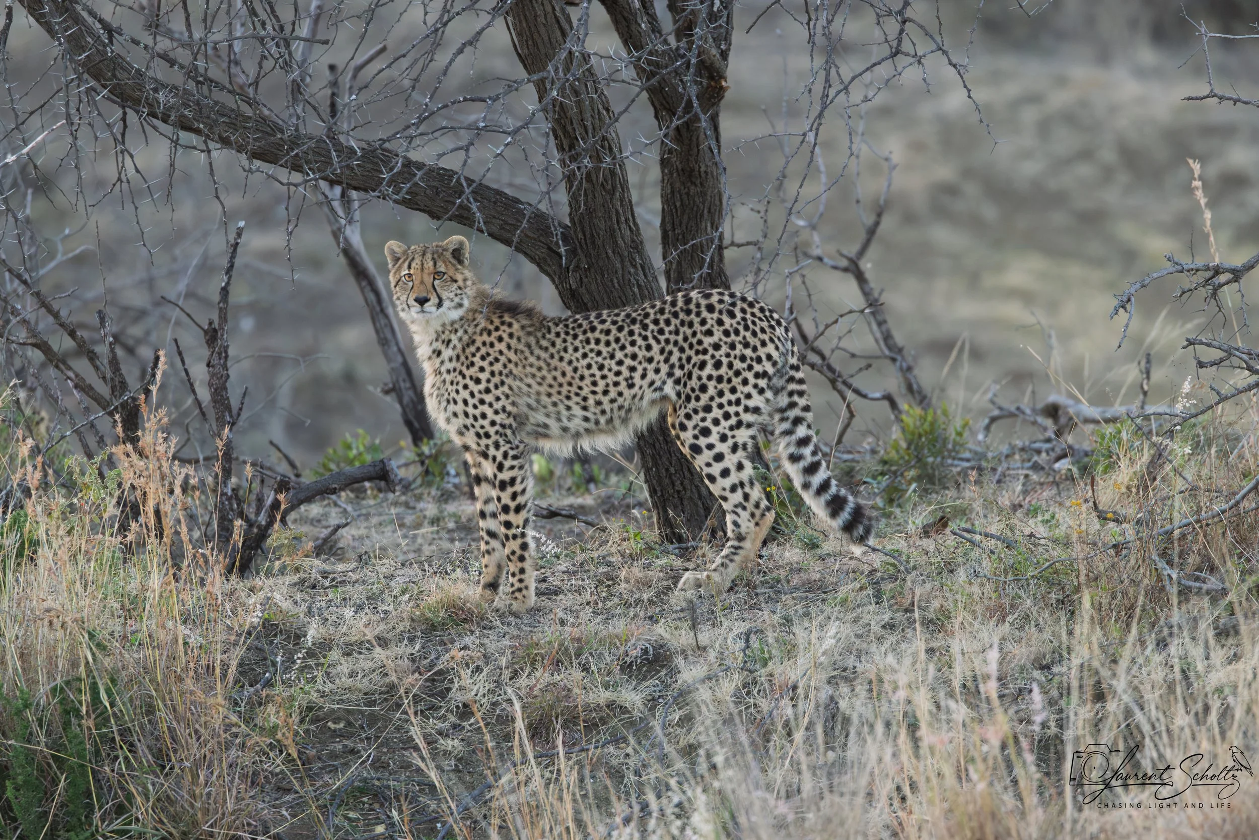A cheetah standing on dry grass and dirt, partially obscured by leafless tree branches, in a savannah-like environment.