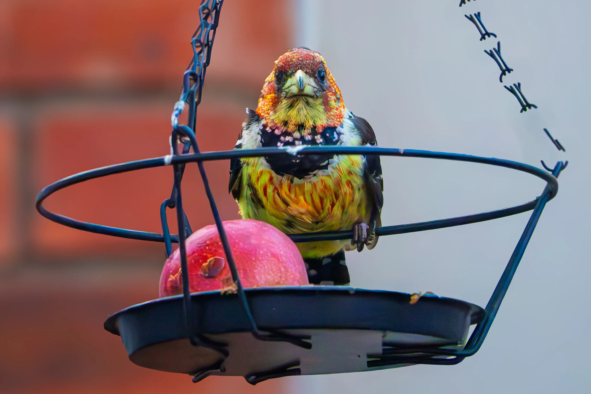 Colorful crested barbet  perched on a metal bird feeder with a red fruit inside, against a blurred background.
