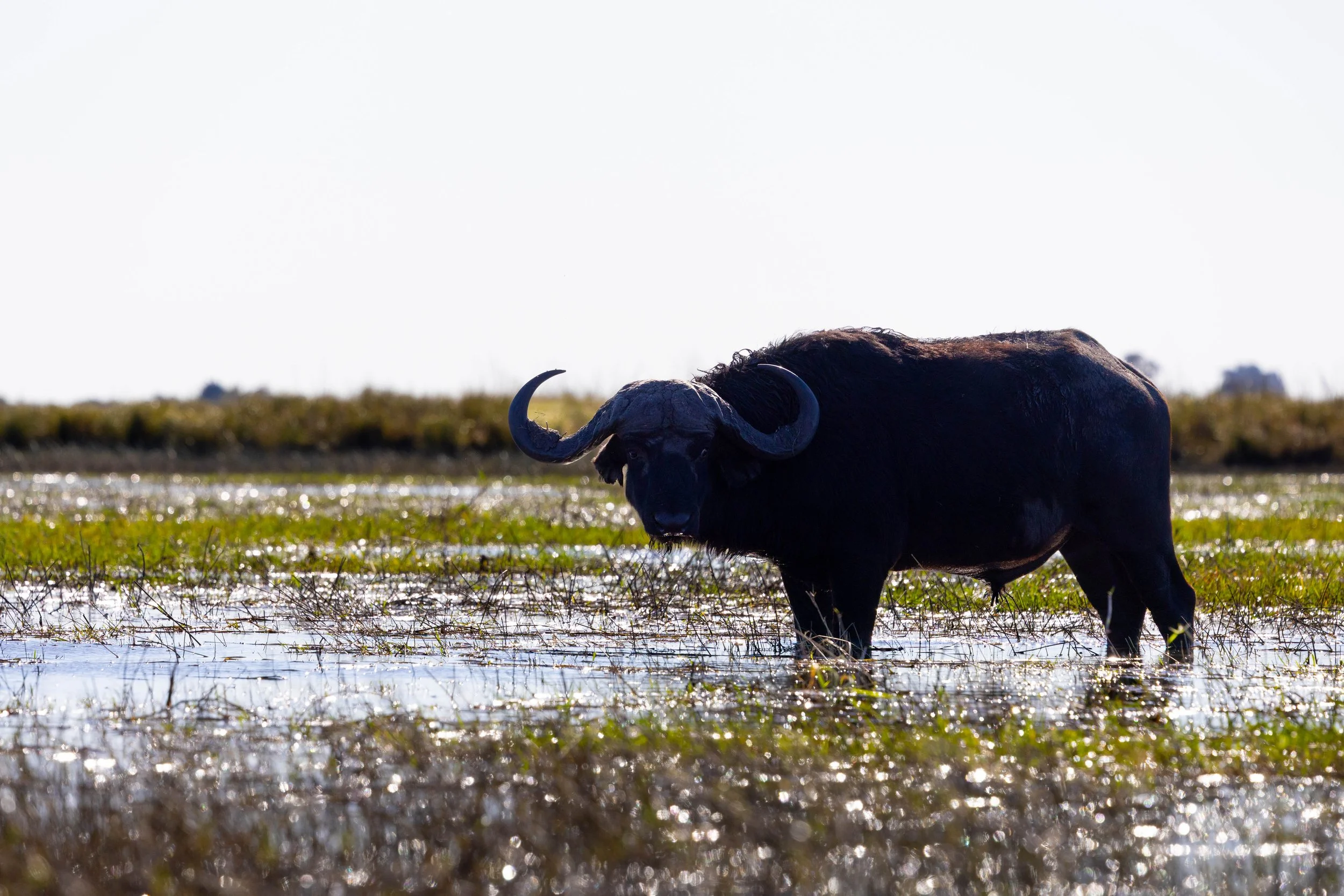 A buffalo standing in a waterlogged grassy field with clear sky in the background.