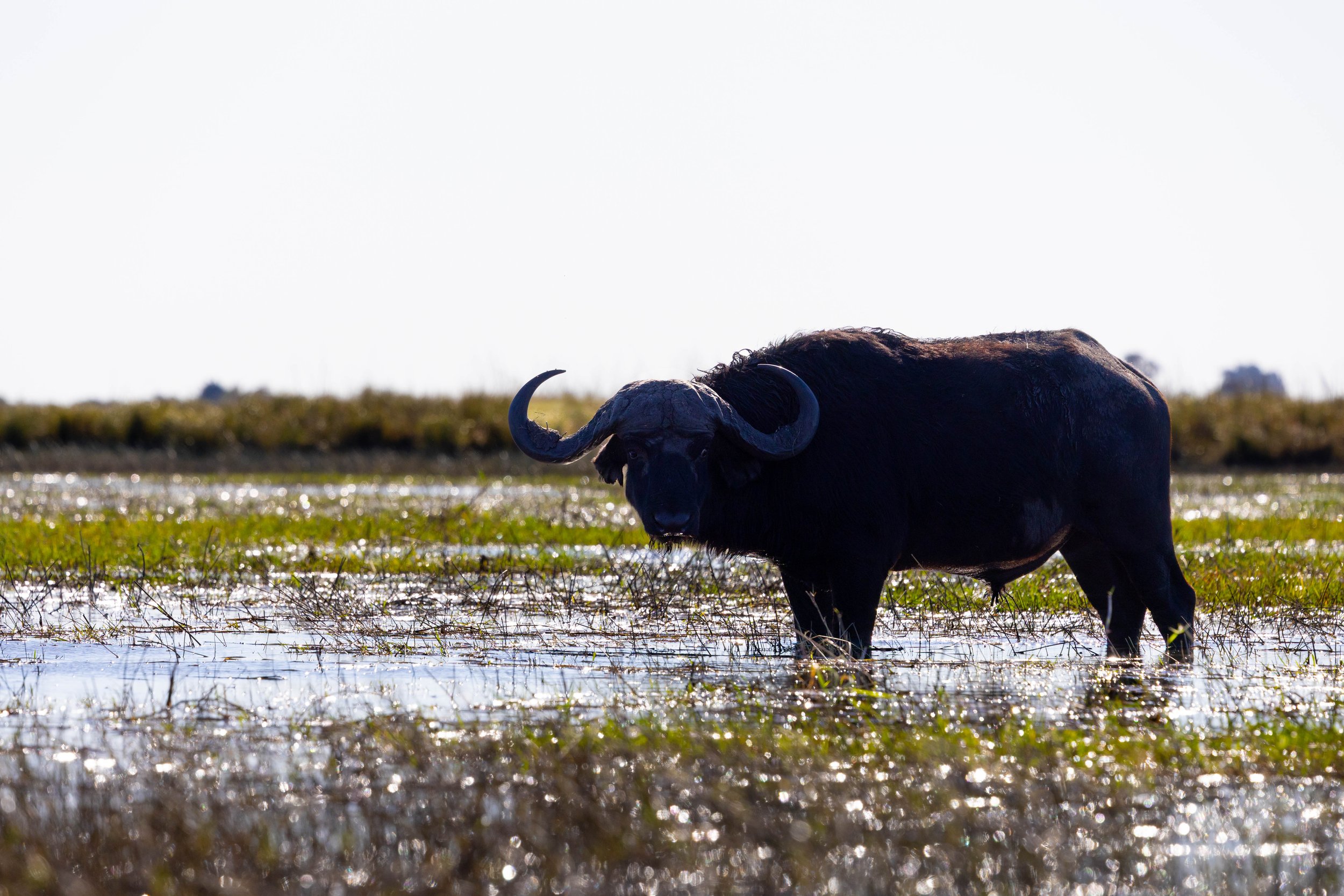 A buffalo standing in a wet, grassy field with a bright sky in the background.