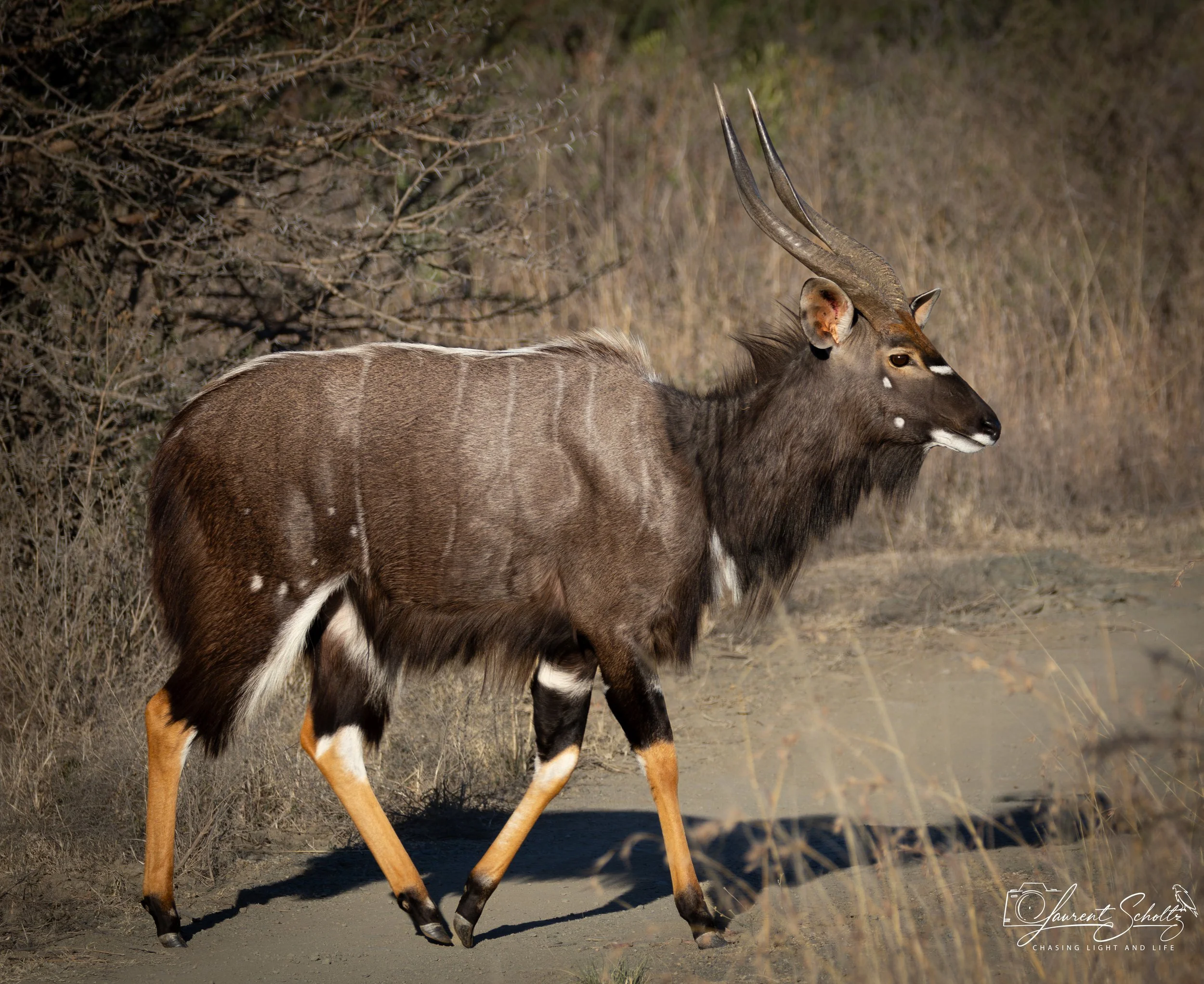 A Nyala bull  standing in dry grassland with sparse bushes and bushes in the background.