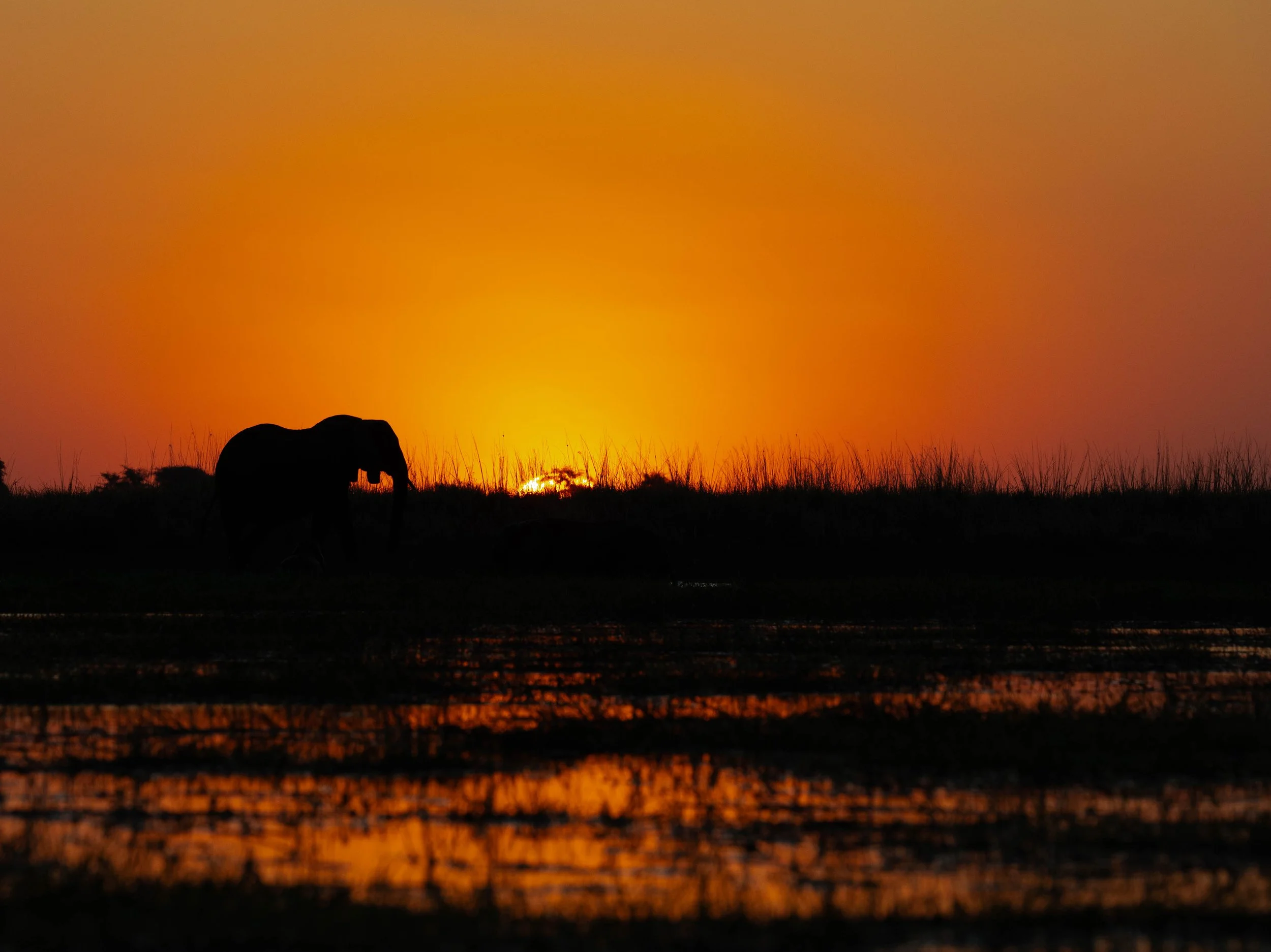 A silhouette of an elephant walking in a grassy plain at sunset with an orange and yellow sky. Chobe