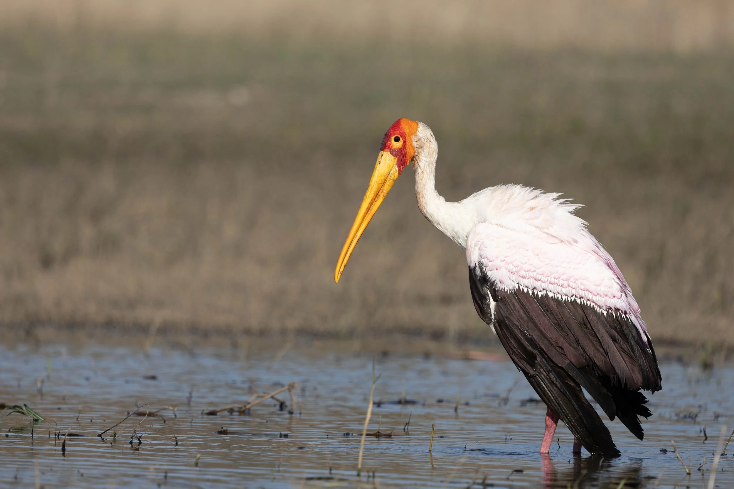 A stork standing in shallow water with a blurred natural background.