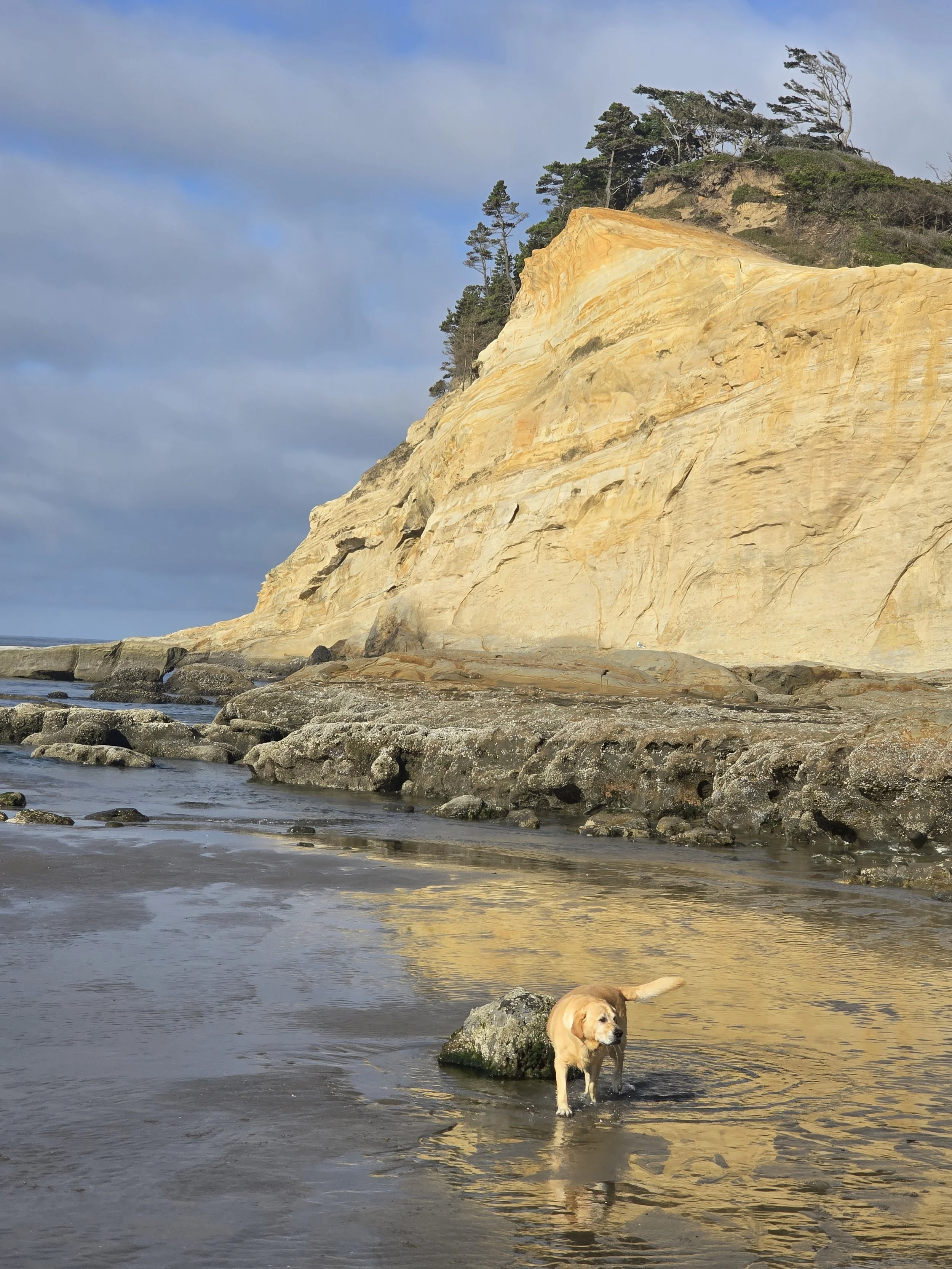 Dog wading in shallow water near rocky shoreline with large sandstone cliffs and trees in the background.