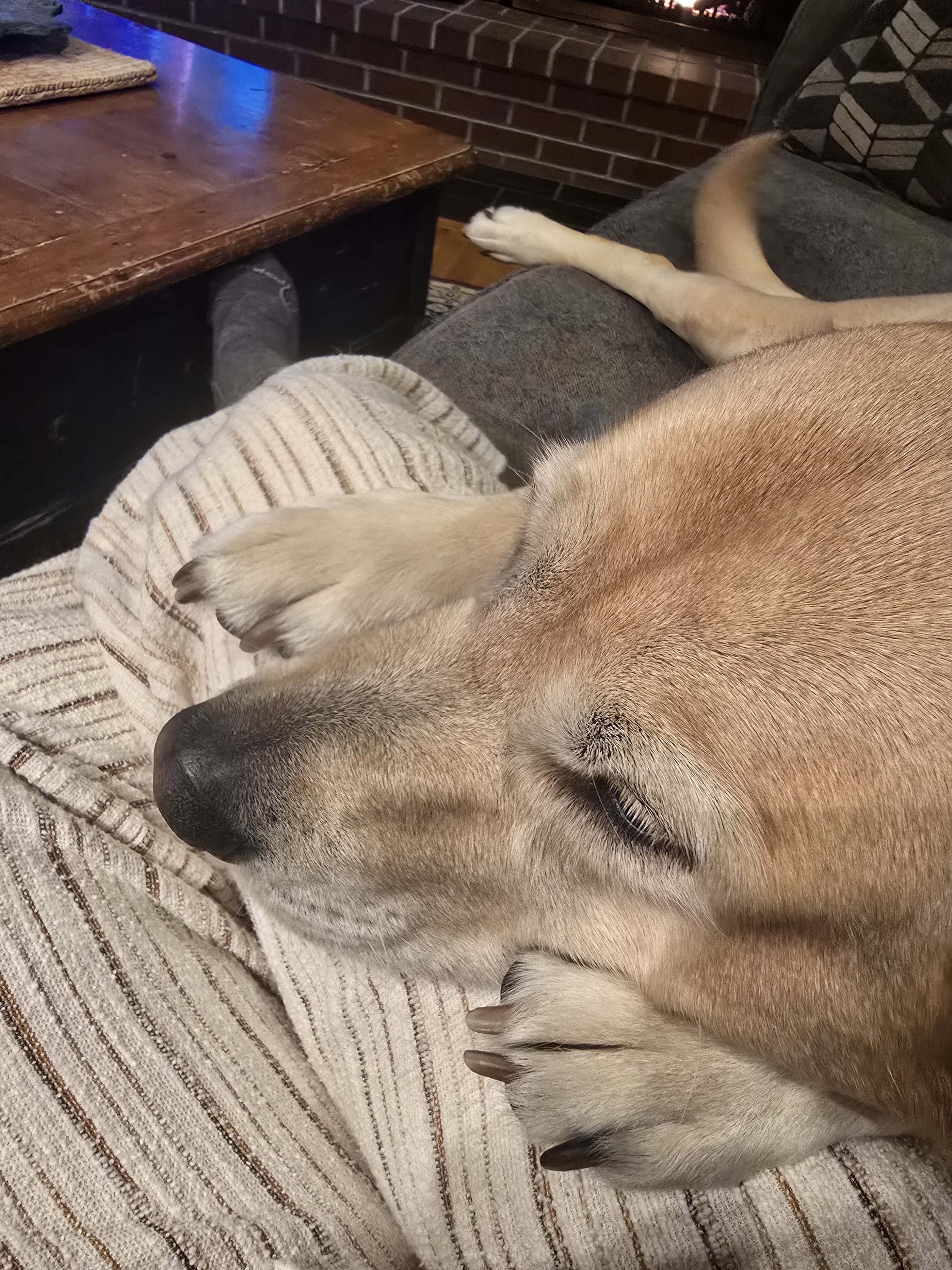 A dog with tan fur sleeping on a person's lap on a striped beige and brown blanket. The person is sitting on a dark-colored couch with a patterned pillow. A wooden table and a brick wall are visible in the background.