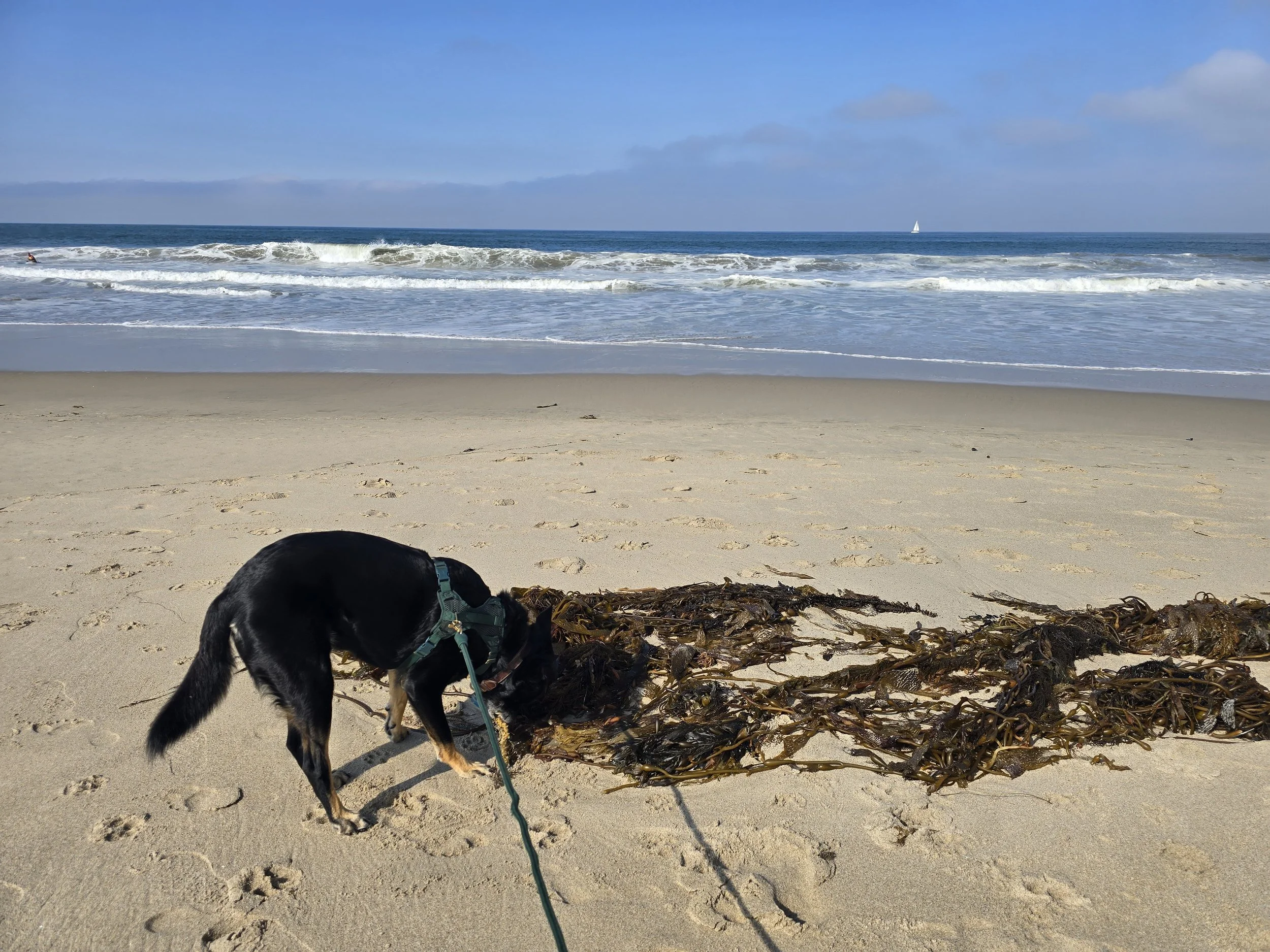 A black and tan dog on a leash exploring on a sandy beach near seaweed, with ocean waves and a distant sailboat in the background.