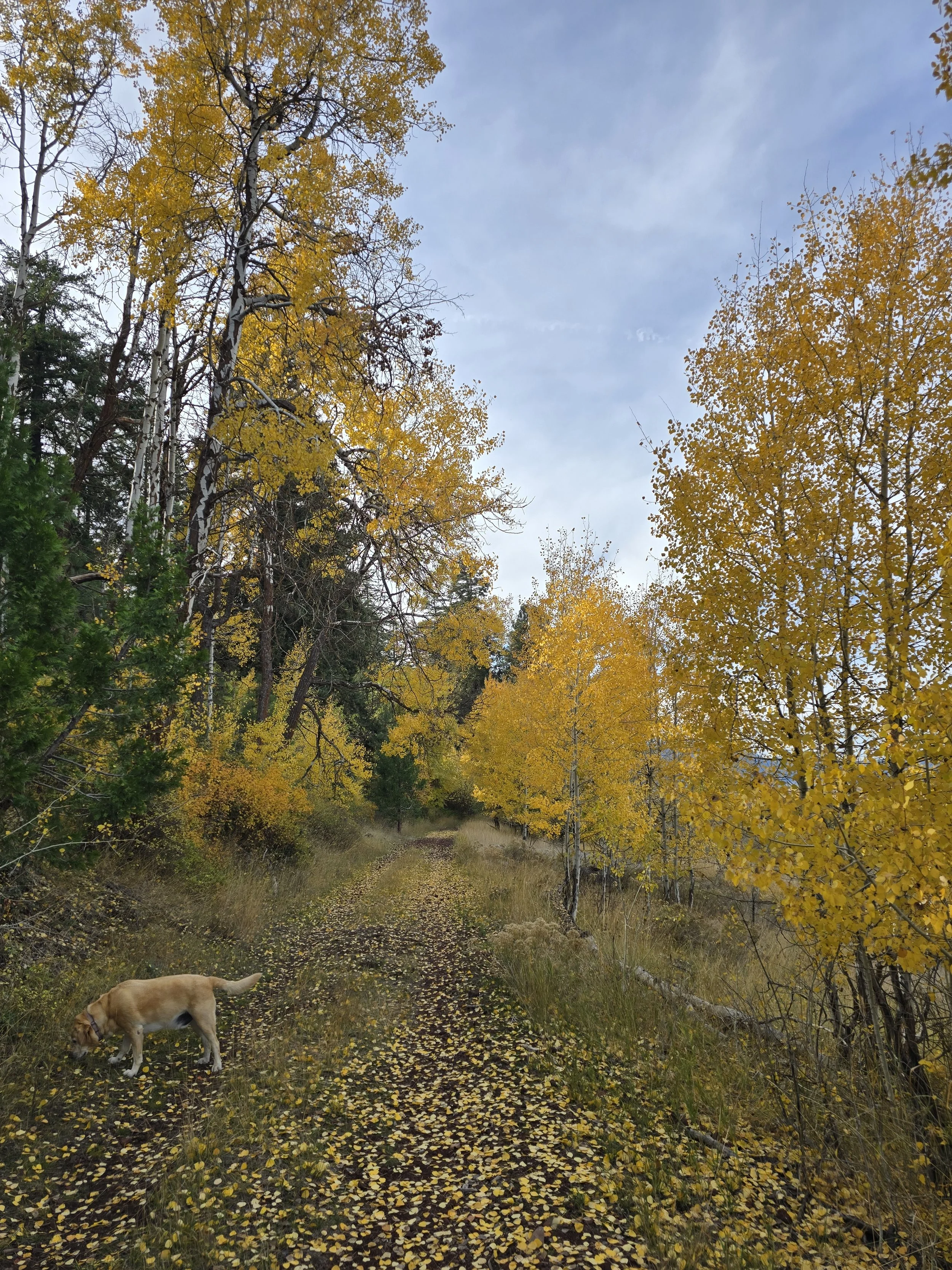 A dirt trail in a forest with yellow and green autumn trees on either side, a dog sniffing the ground, and a cloudy blue sky.