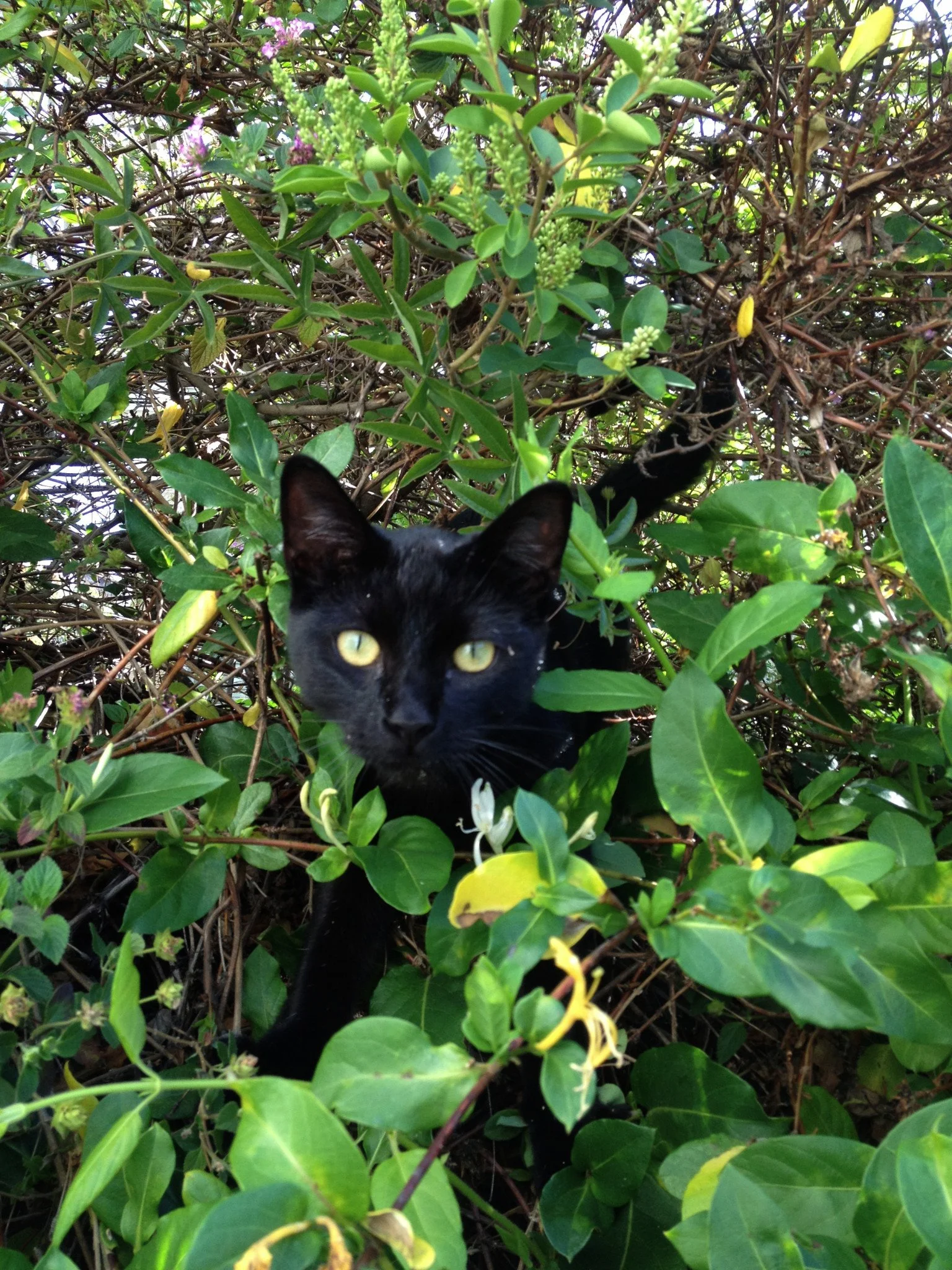 A black cat with yellow eyes peeking through dense green bushes with small purple and yellow flowers.