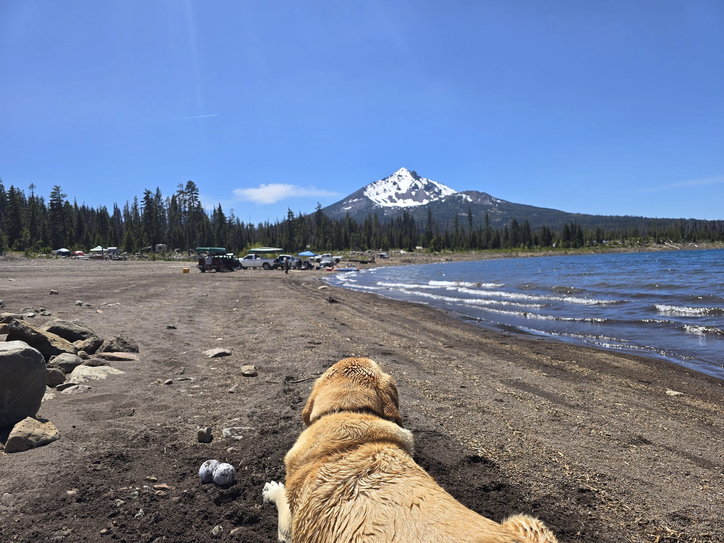 A dog lying on a sandy beach near a lake with snow-capped mountains and a forest in the background. There are tents and vehicles near the trees, and the sky is clear and blue.