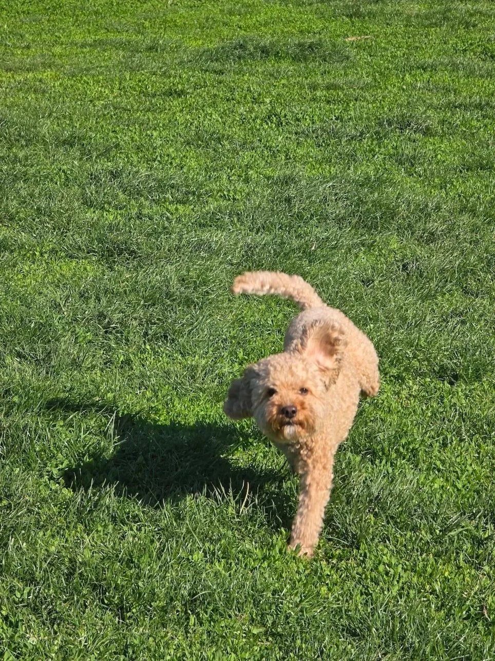 A small, curly-haired dog running on a grassy field on a sunny day.