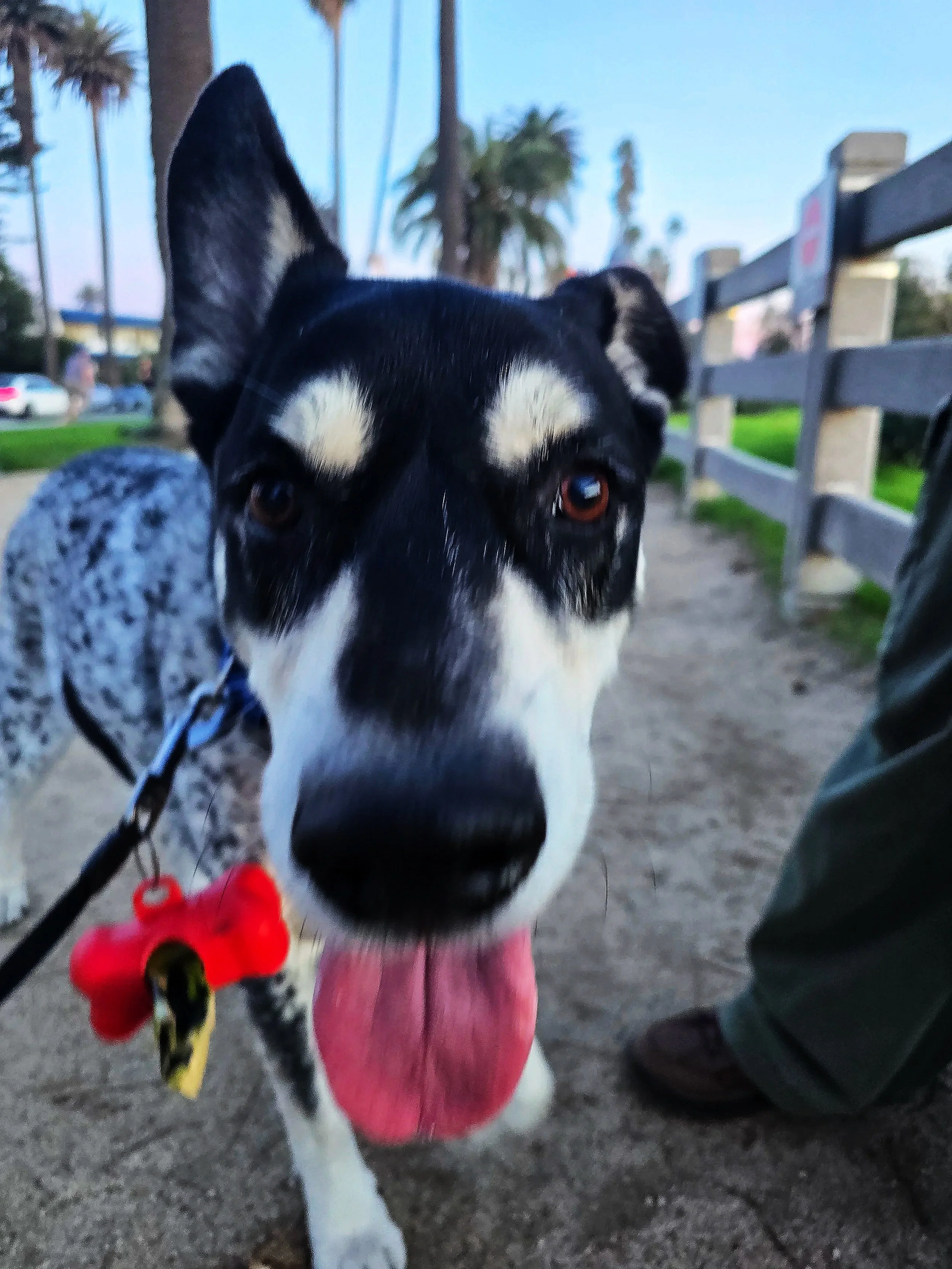 Close-up of a black and white dog with brown eyes, wearing a red harness, outdoors on a sidewalk with palm trees and a bench in the background.