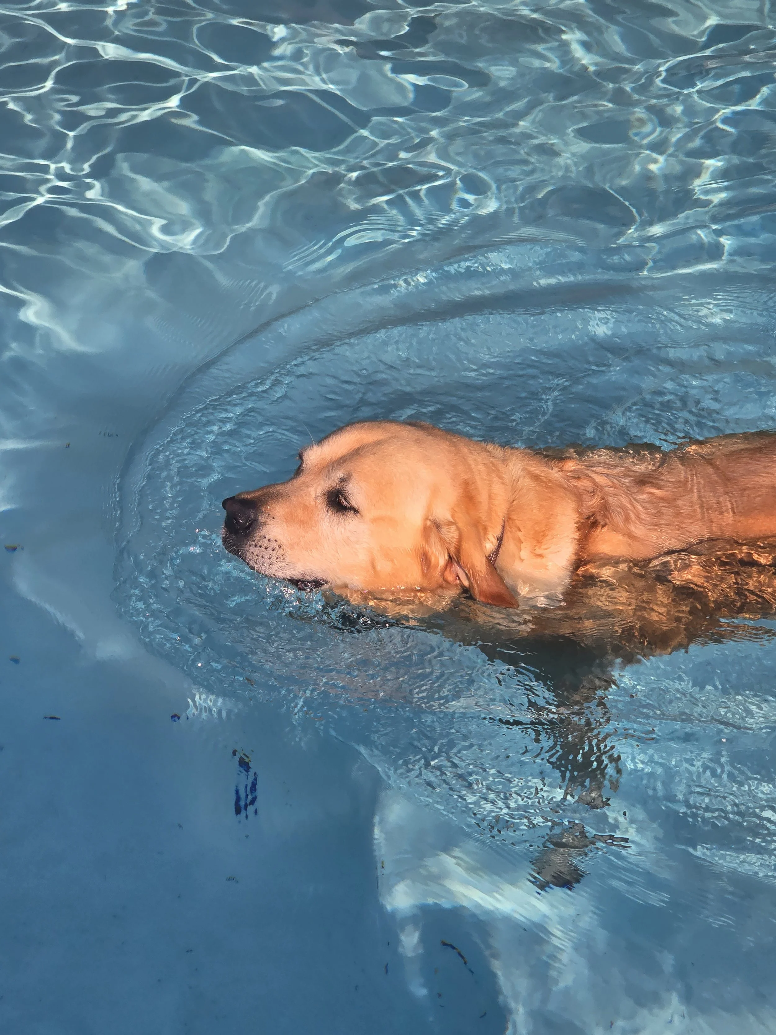 A dog floating on its back in a swimming pool.