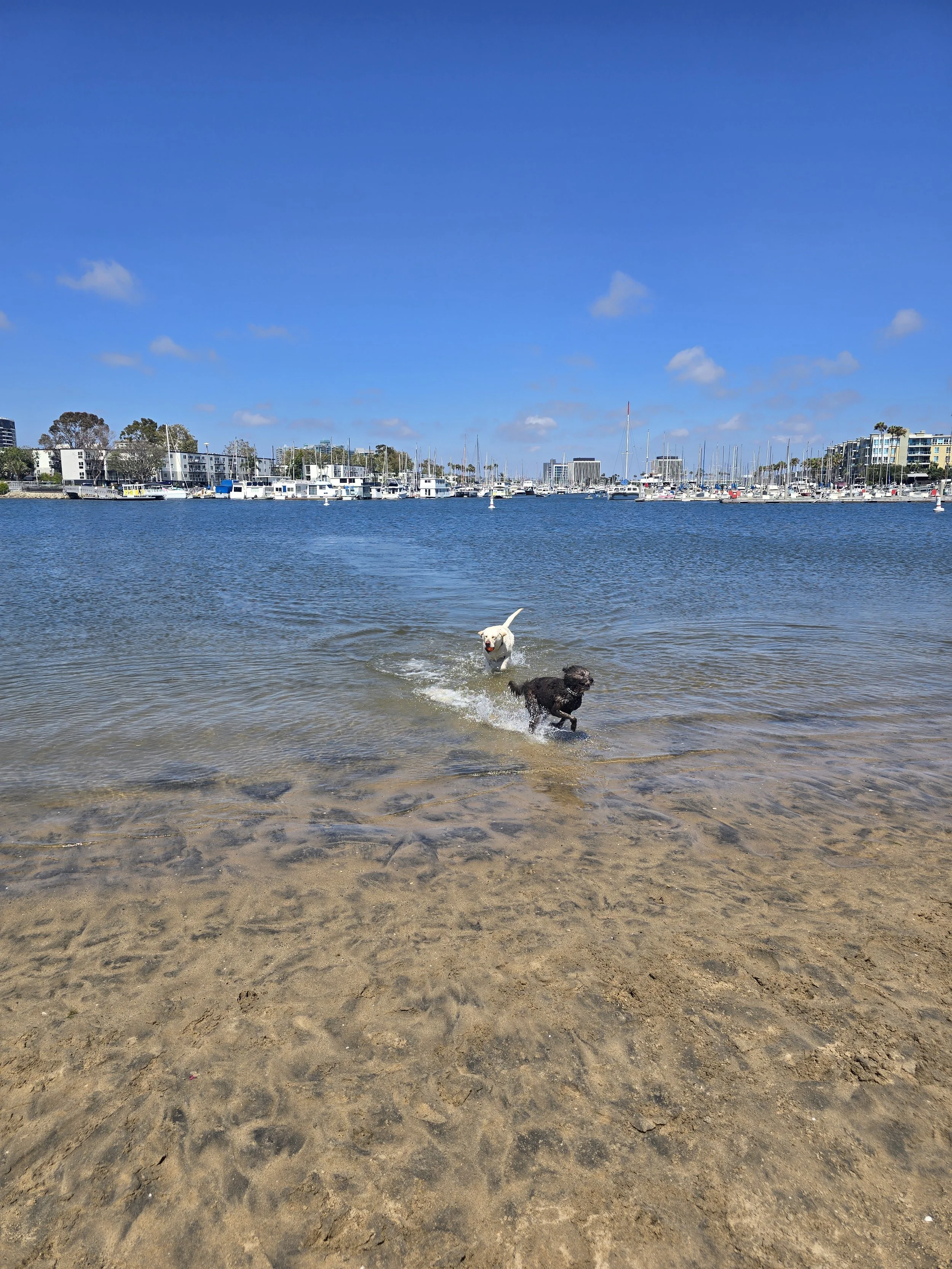 Two dogs playing in the shallow water of a beach, with boats and buildings on the shoreline in the background, under a blue sky with scattered clouds.