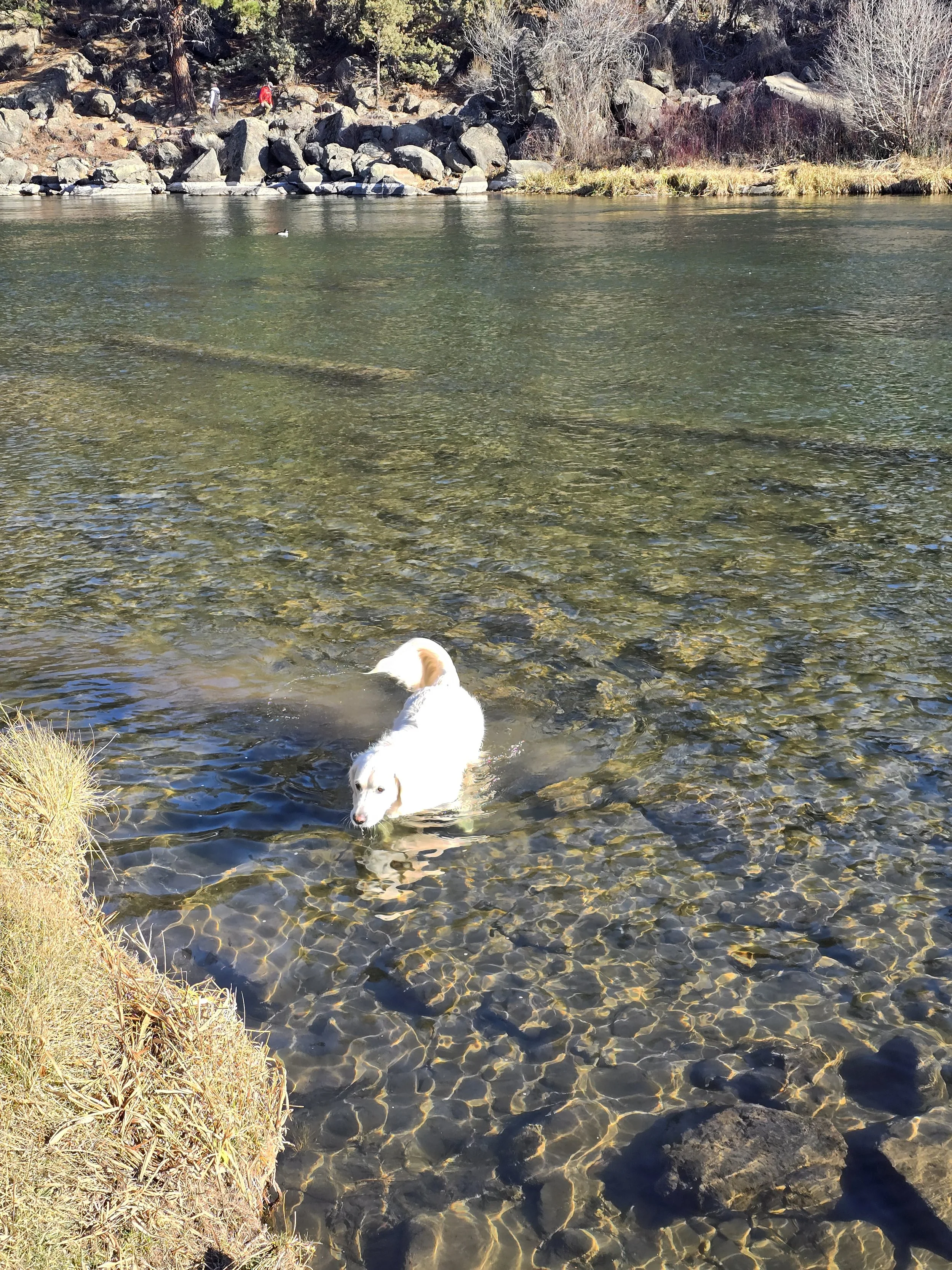 A white dog swimming in a clear river near rocks and shoreline with trees and bushes in the background.