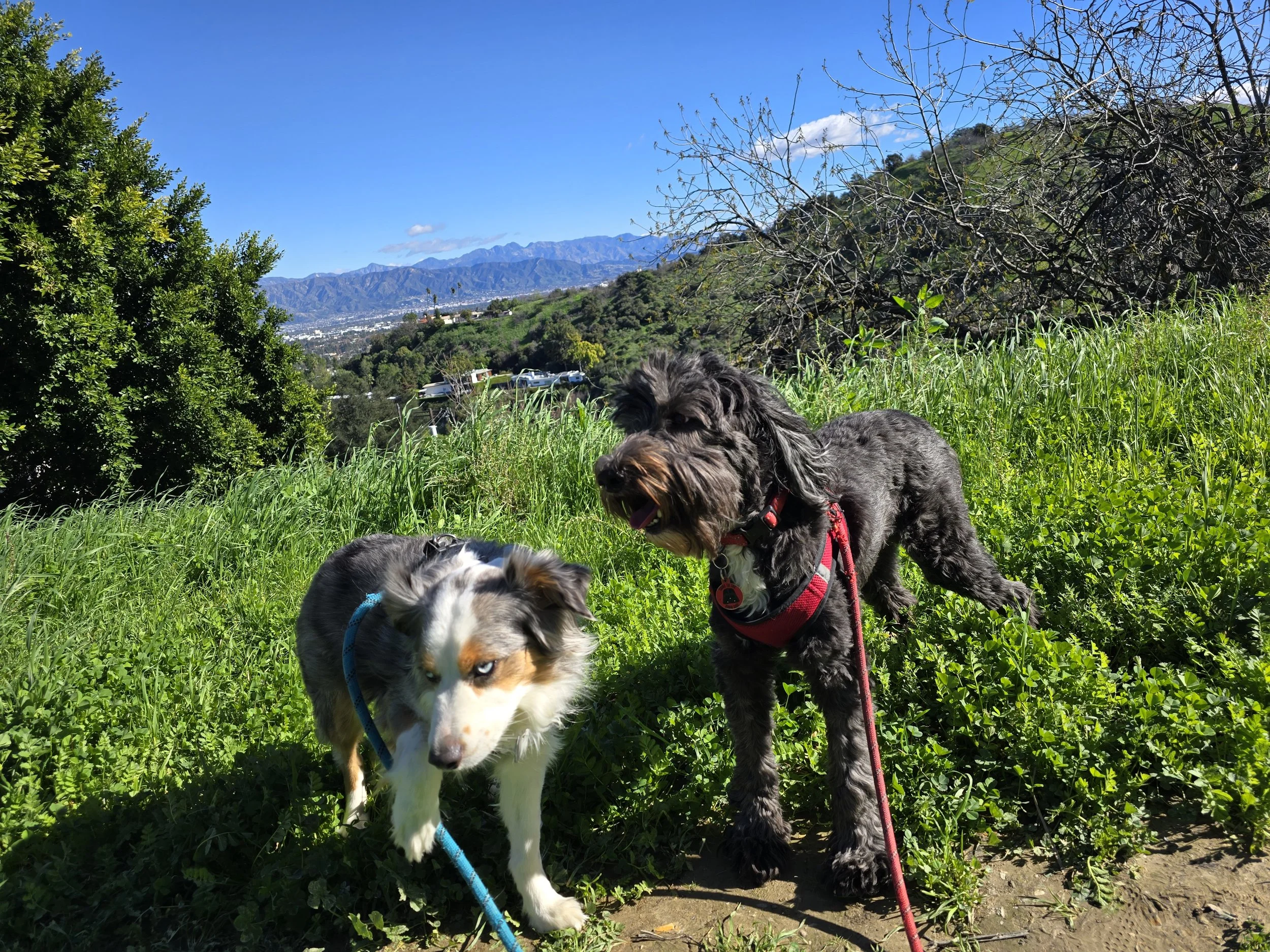 Two dogs, one Australian Shepherd and one black and gray mixed breed, standing on grass in front of a scenic mountain landscape with a clear blue sky, trees, and some houses in the distance.