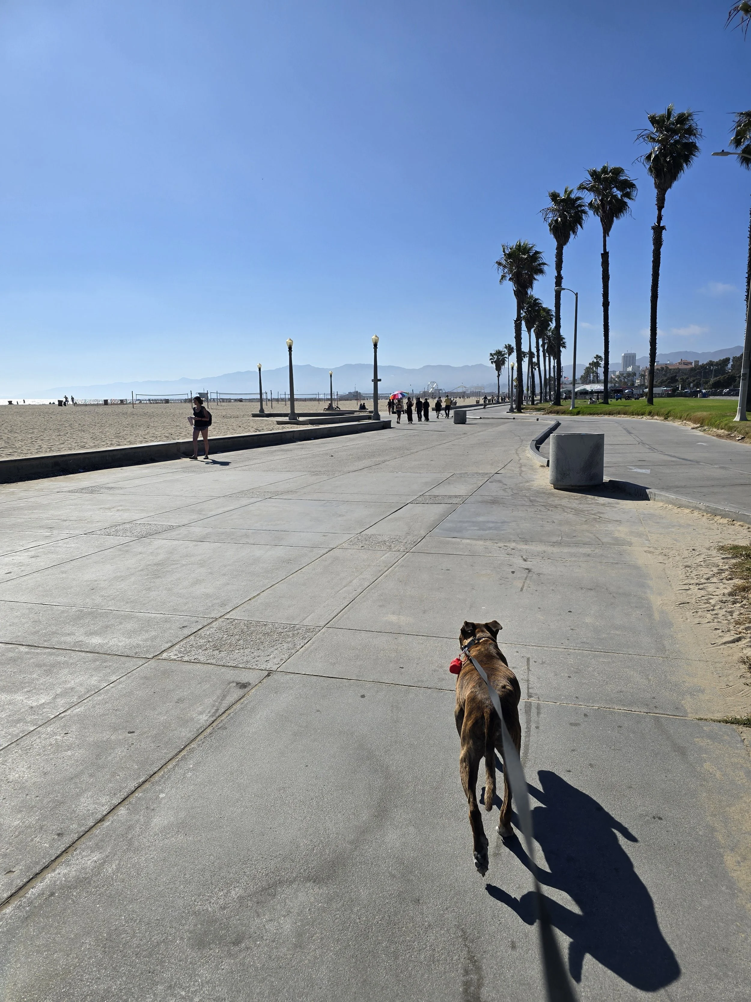 Dog on a leash walking along a paved pathway on a sunny day at the beach, with palm trees lining the right side and people in the distance near the ocean.