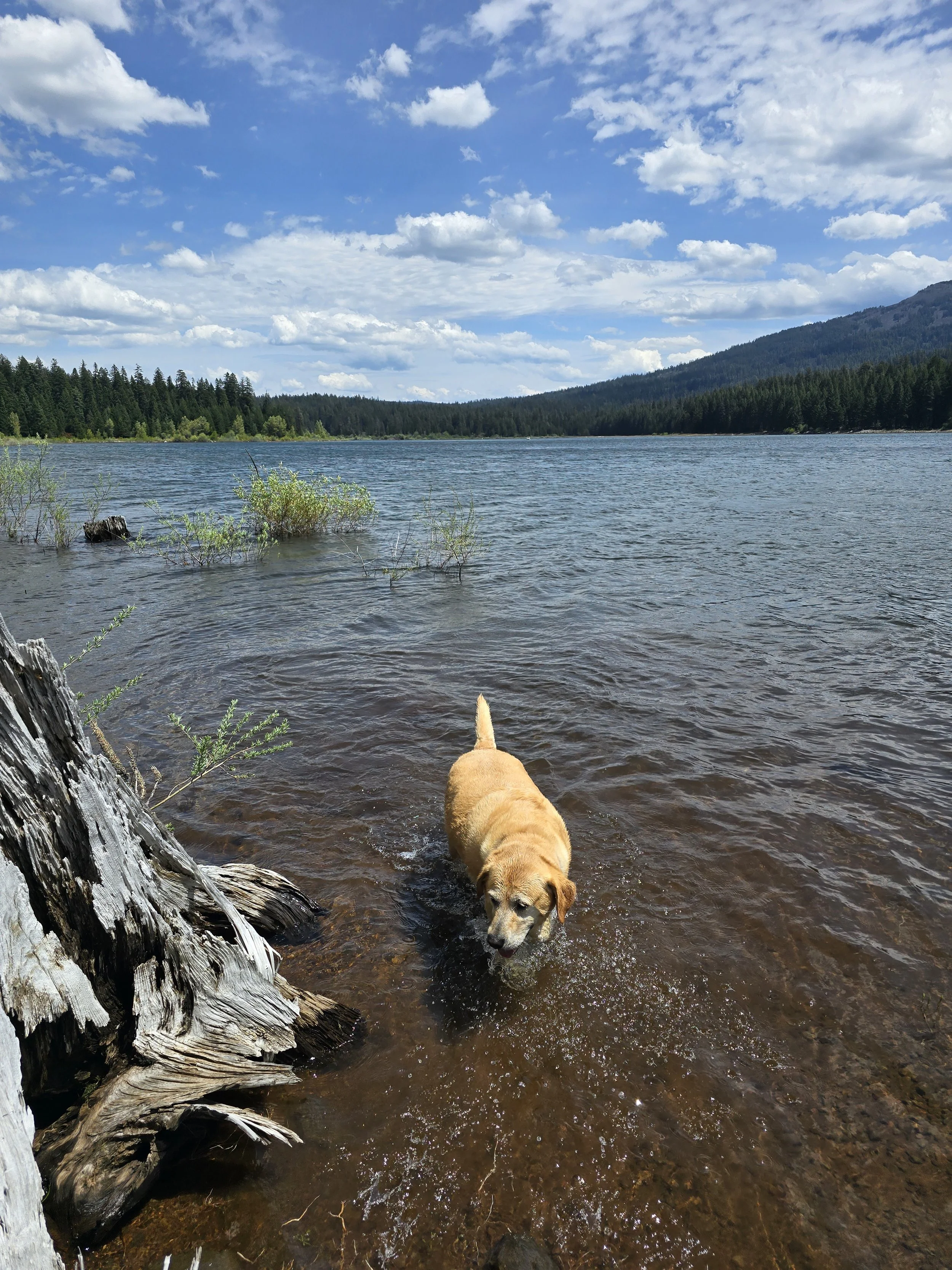 Yellow dog wading in a lake near a fallen tree, with mountains, trees, and a blue sky with scattered clouds in the background.
