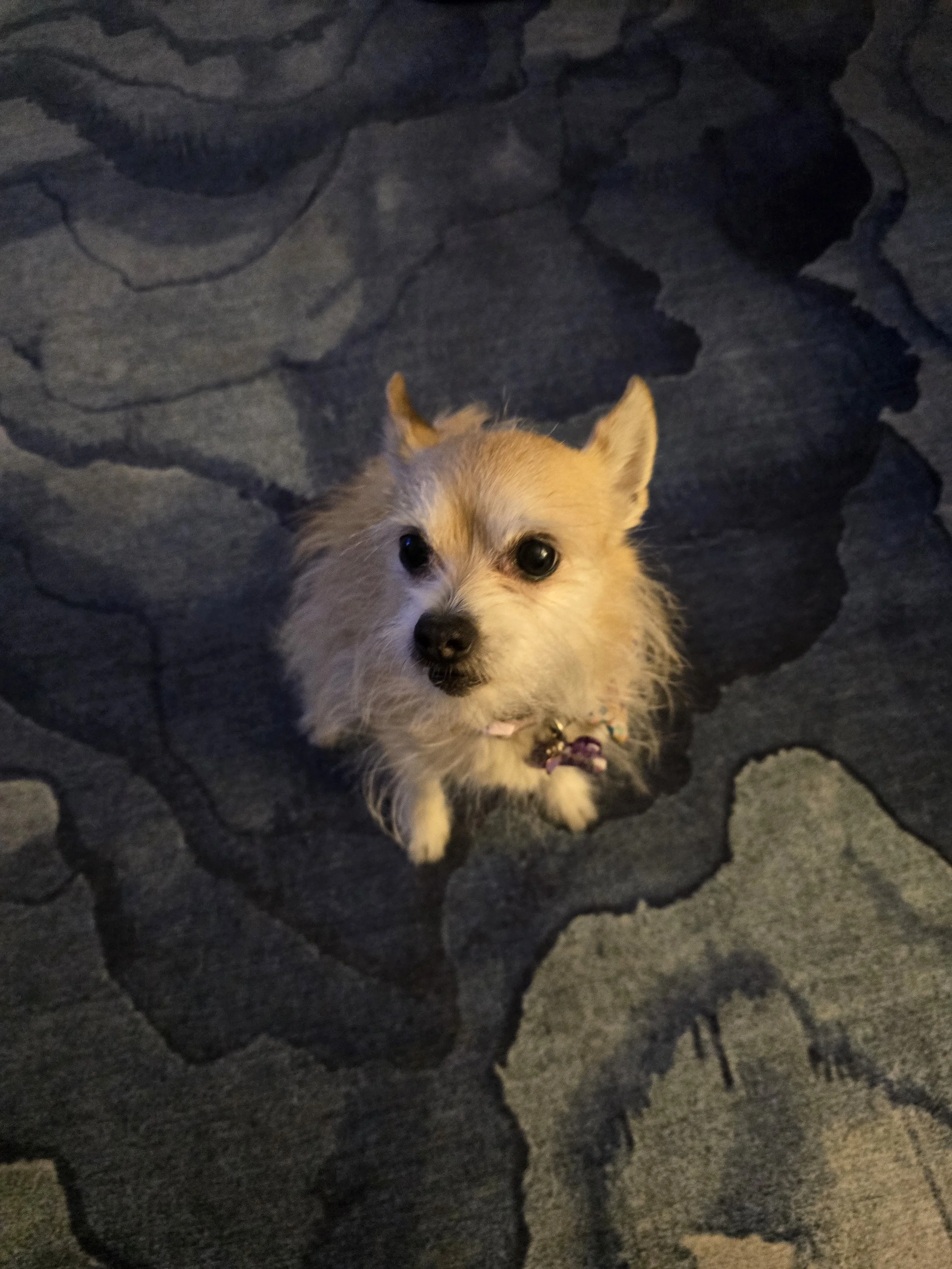 A small, fluffy dog with tan and white fur looking up at the camera, standing on a dark, irregular stone pavement.
