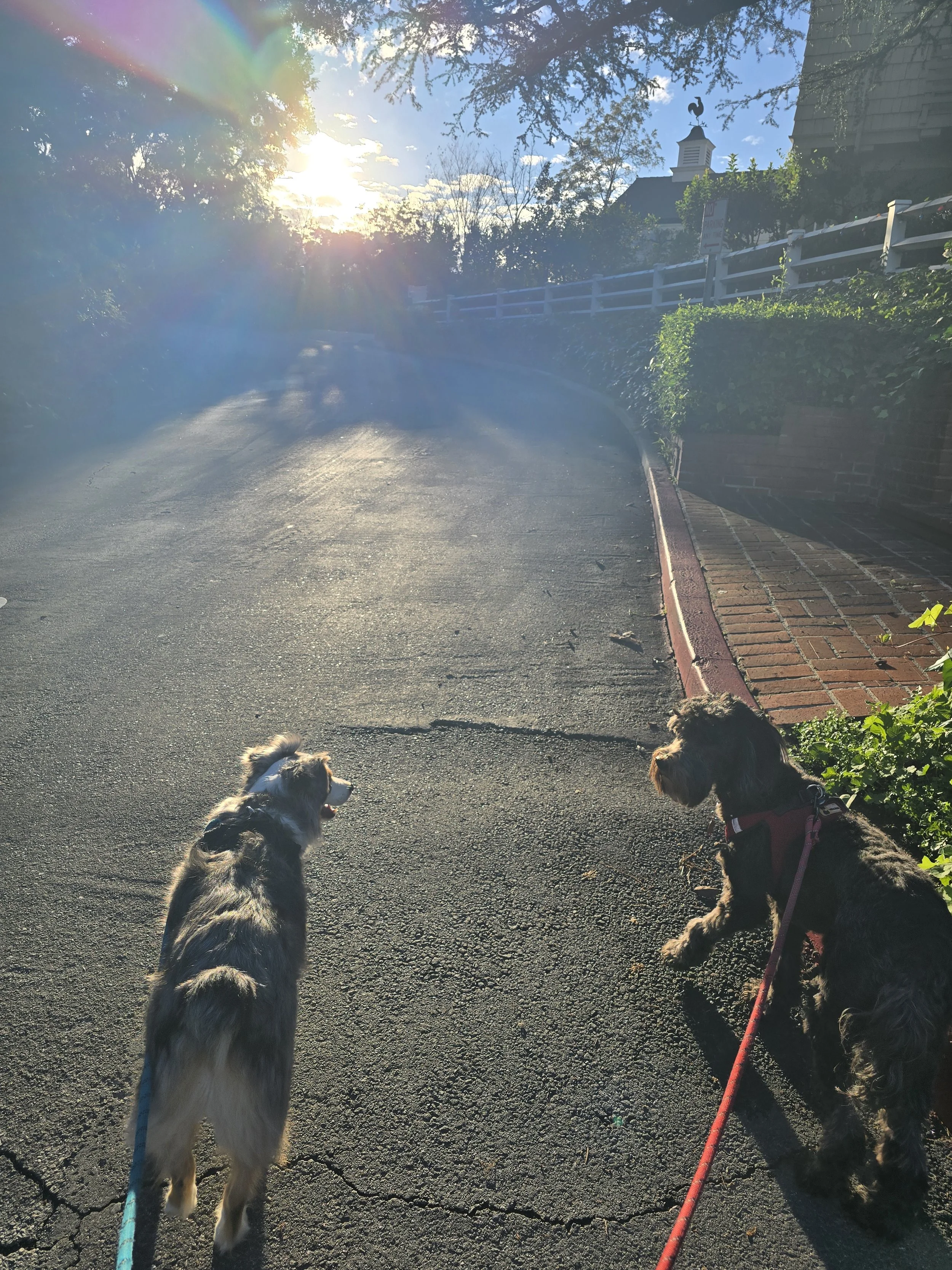 Two dogs on leashes standing on a paved road during sunset, with trees and a building with a weather vane in the background.
