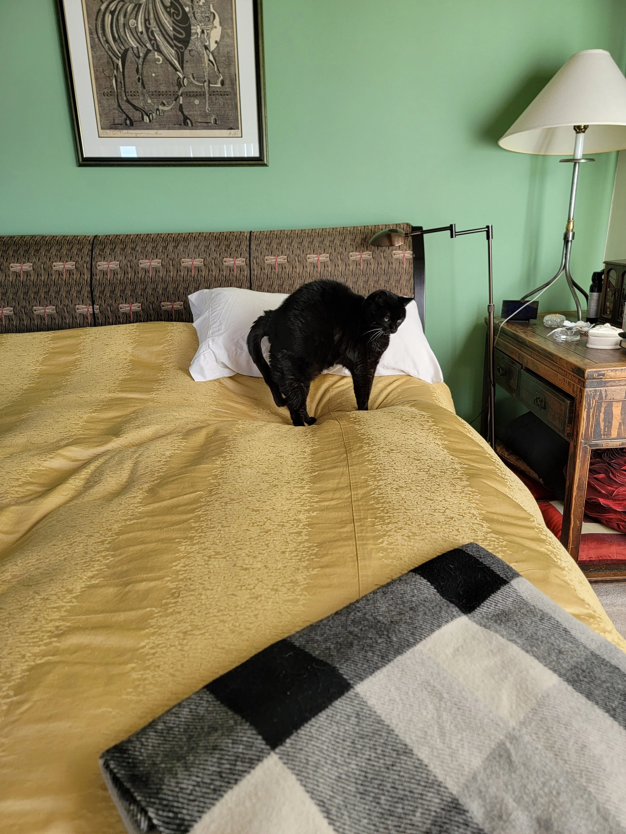 A black cat standing on a bed with a gold bedspread, a white pillow, and a black and white checkered blanket at the foot of the bed. The background includes a green wall, a framed artwork of a horse, a bedside table with a lamp, and various objects.
