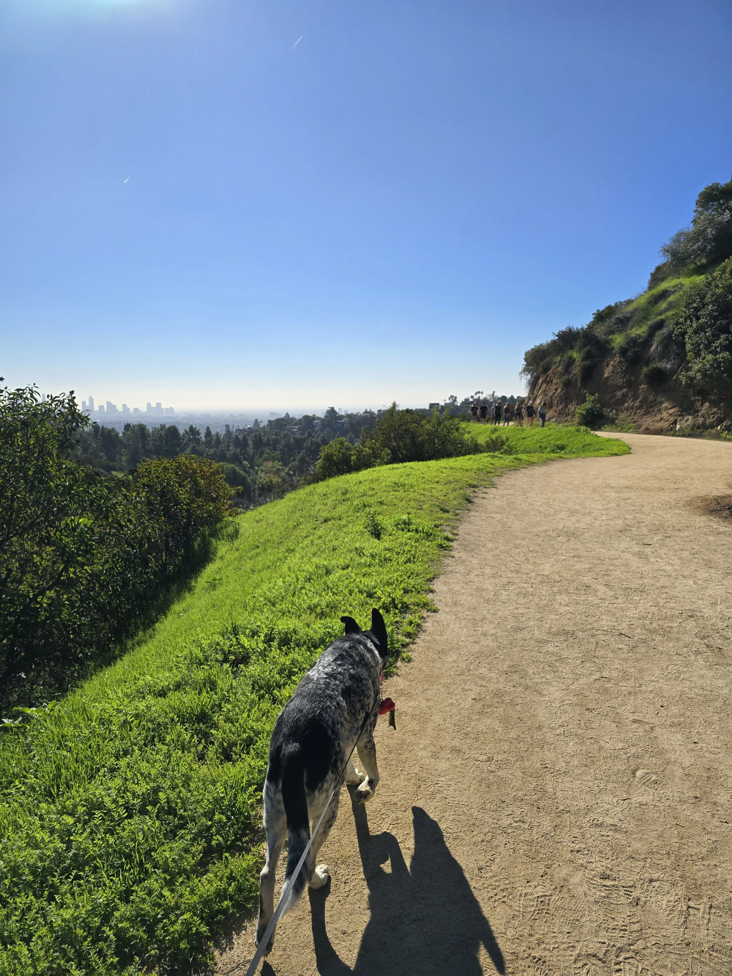 Dog on a leash walking along a dirt trail on a hillside, with a city skyline in the distance and a clear blue sky above.