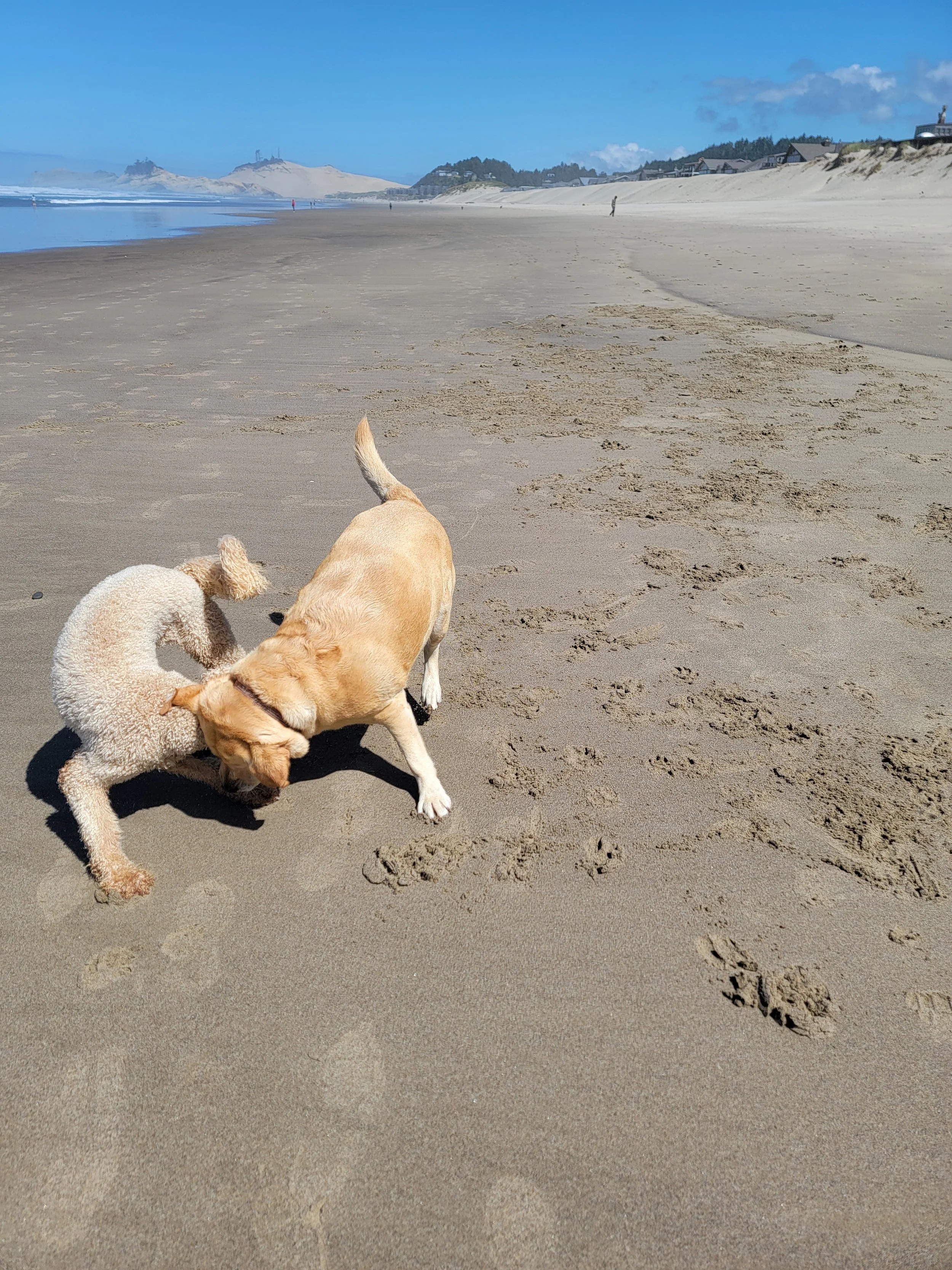 Two dogs playing on a sandy beach with distant dunes and a few people walking in the background.