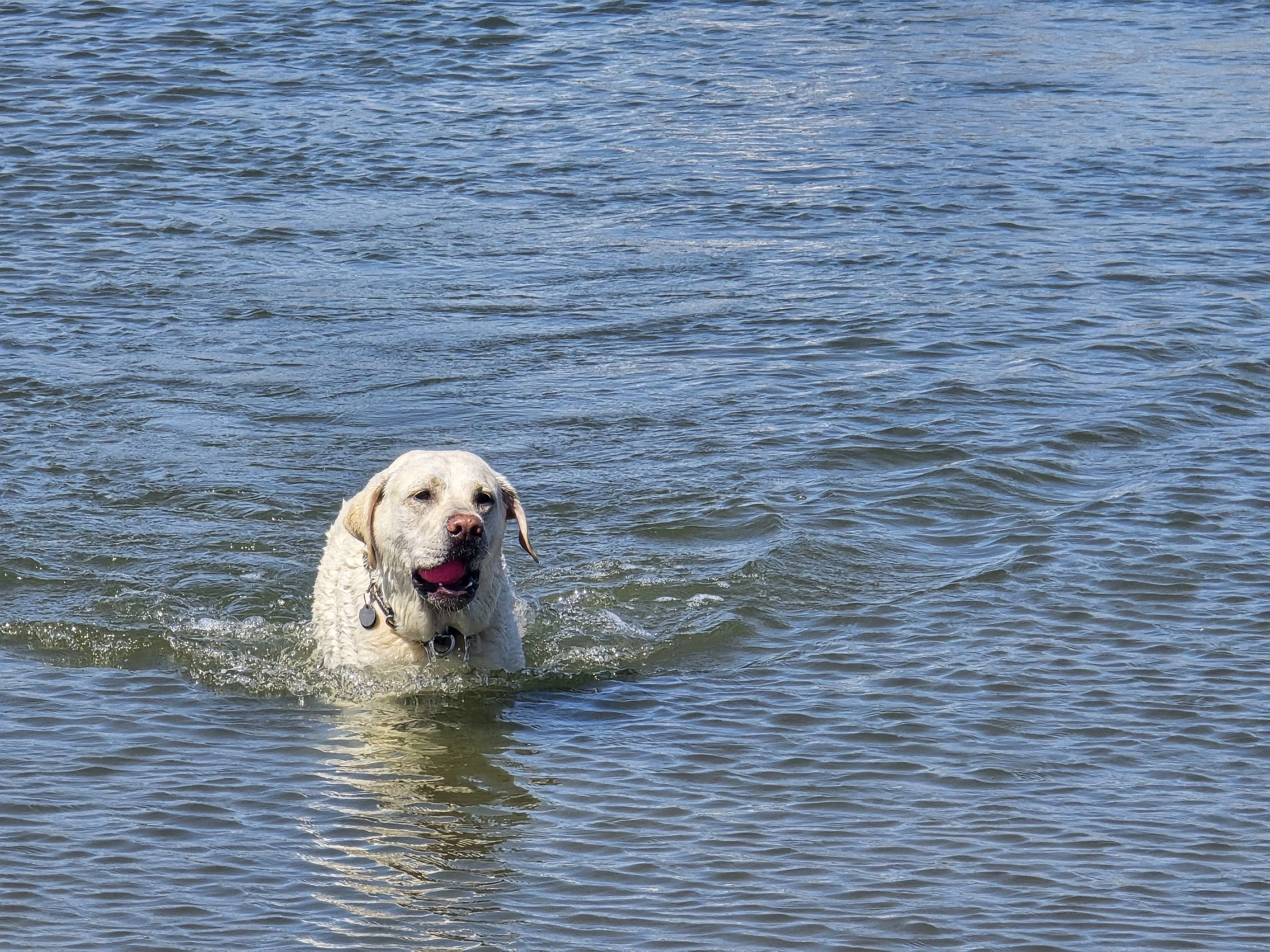 A dog swimming in a body of water, partially visible with water up to its neck, and a large expanse of water surrounding it.